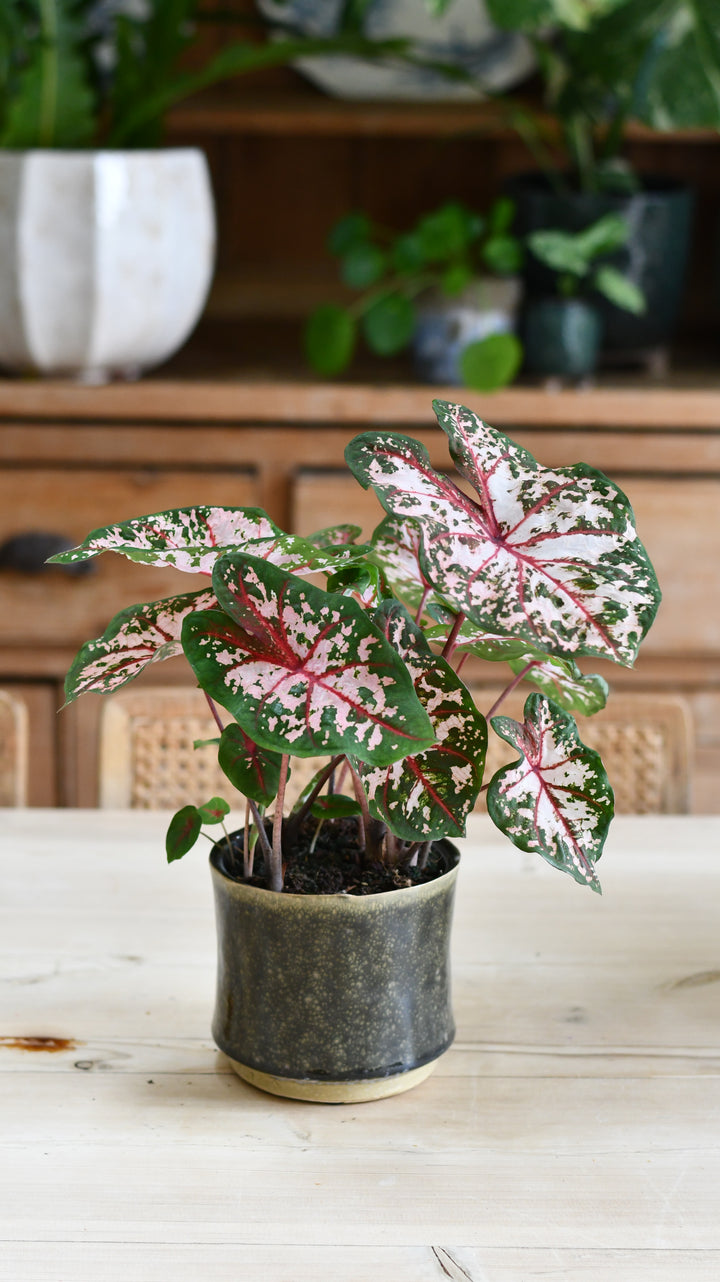 Caladium 'Carolyn Wharton' | Rare Houseplants