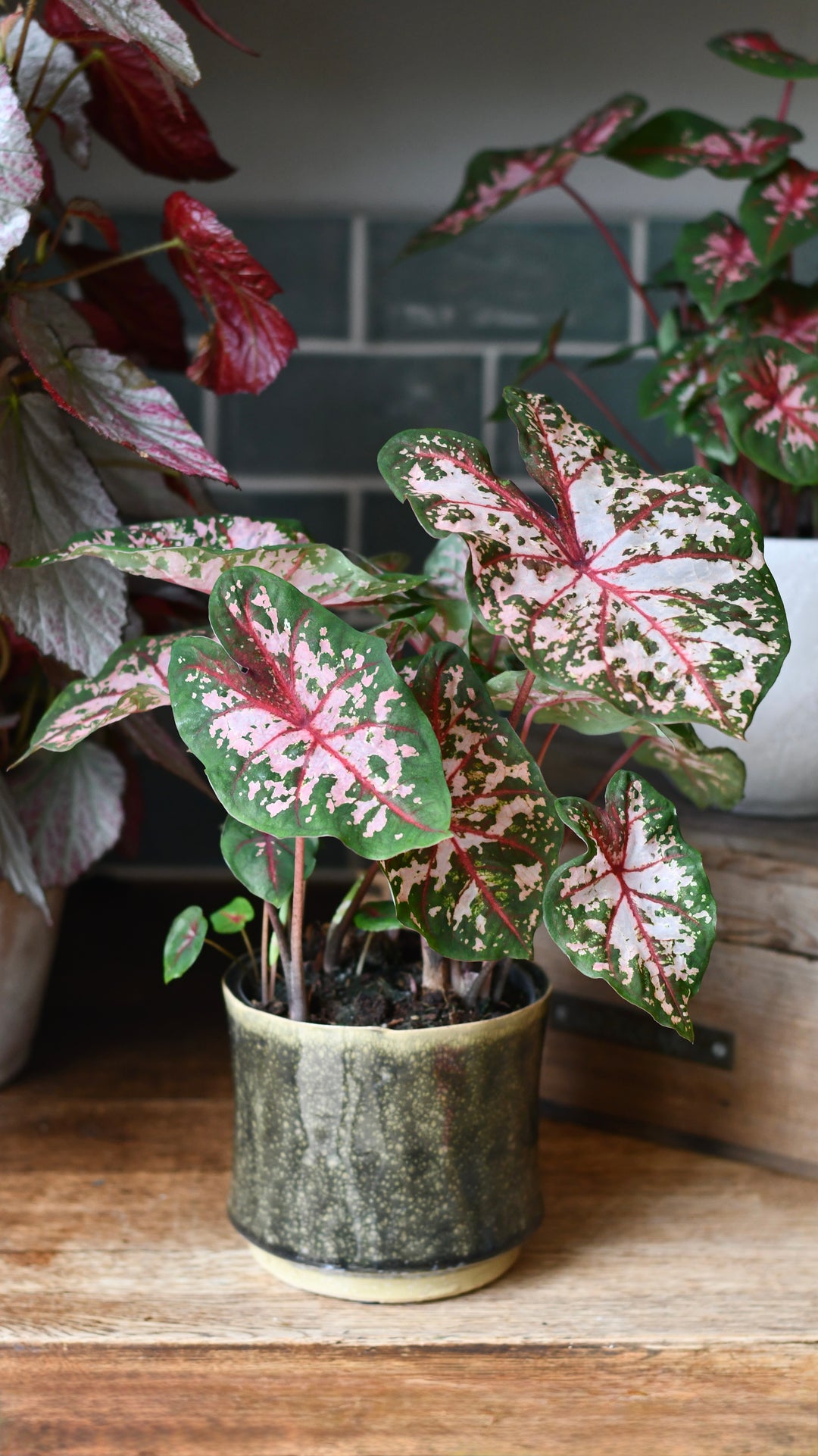 is a caladium an indoor plant Caladium 'Carolyn Wharton' | Rare Houseplants