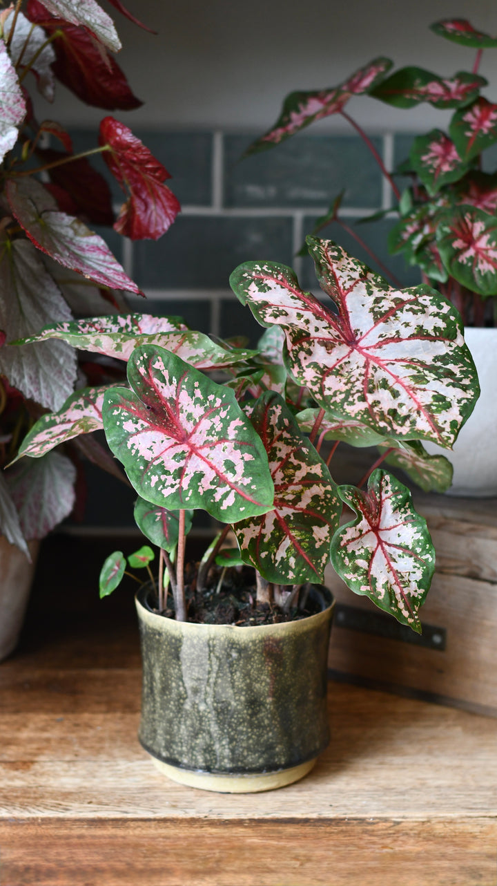are caladiums indoor plants Caladium 'Carolyn Wharton' | Rare Houseplants