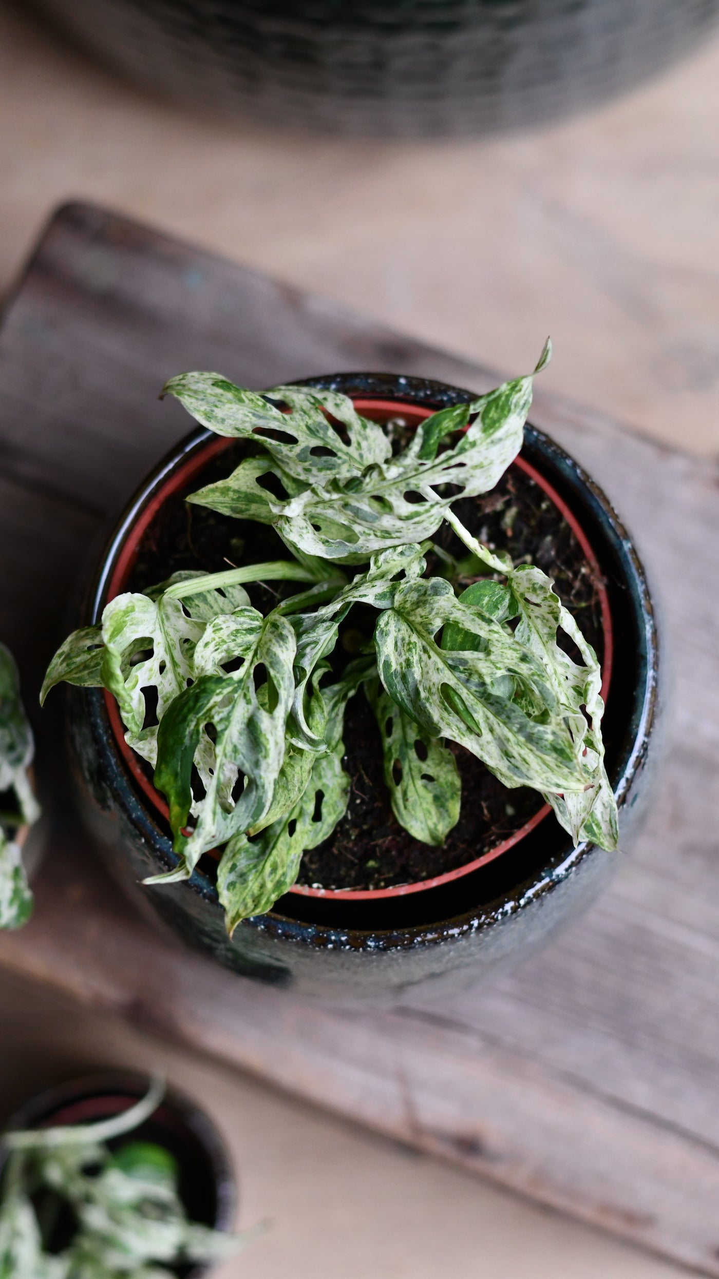 Monstera Frozen Freckles Medium | Variegated Monkey Mask 12cm | Rare  Houseplants  Happy Houseplants