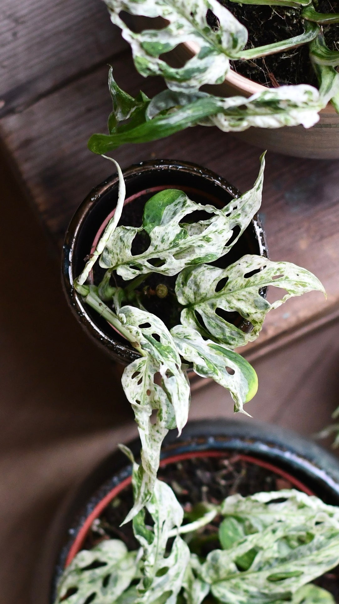 Monstera Frozen Freckles Small | Variegated Monkey Mask 6cm | Rare