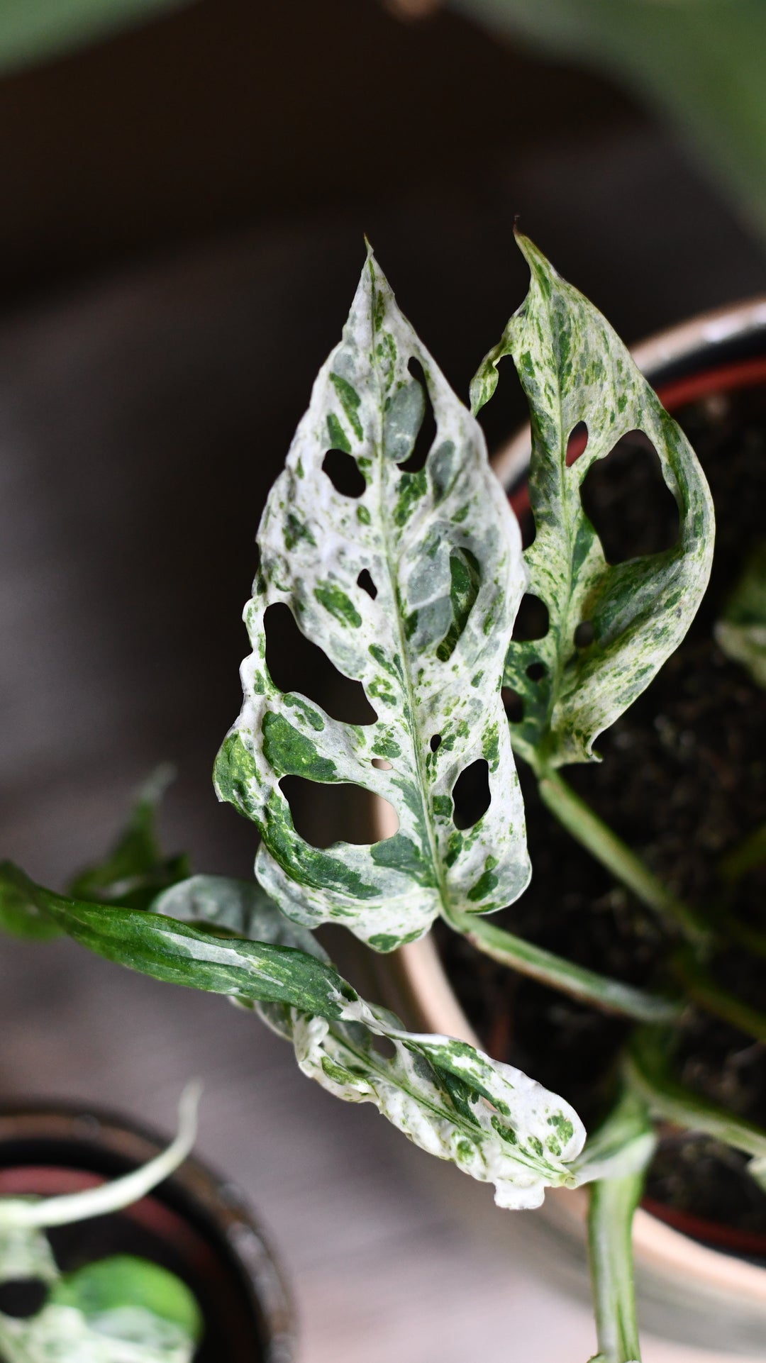 monstera nft Monstera Frozen Freckles Medium | Variegated Monkey Mask 12cm