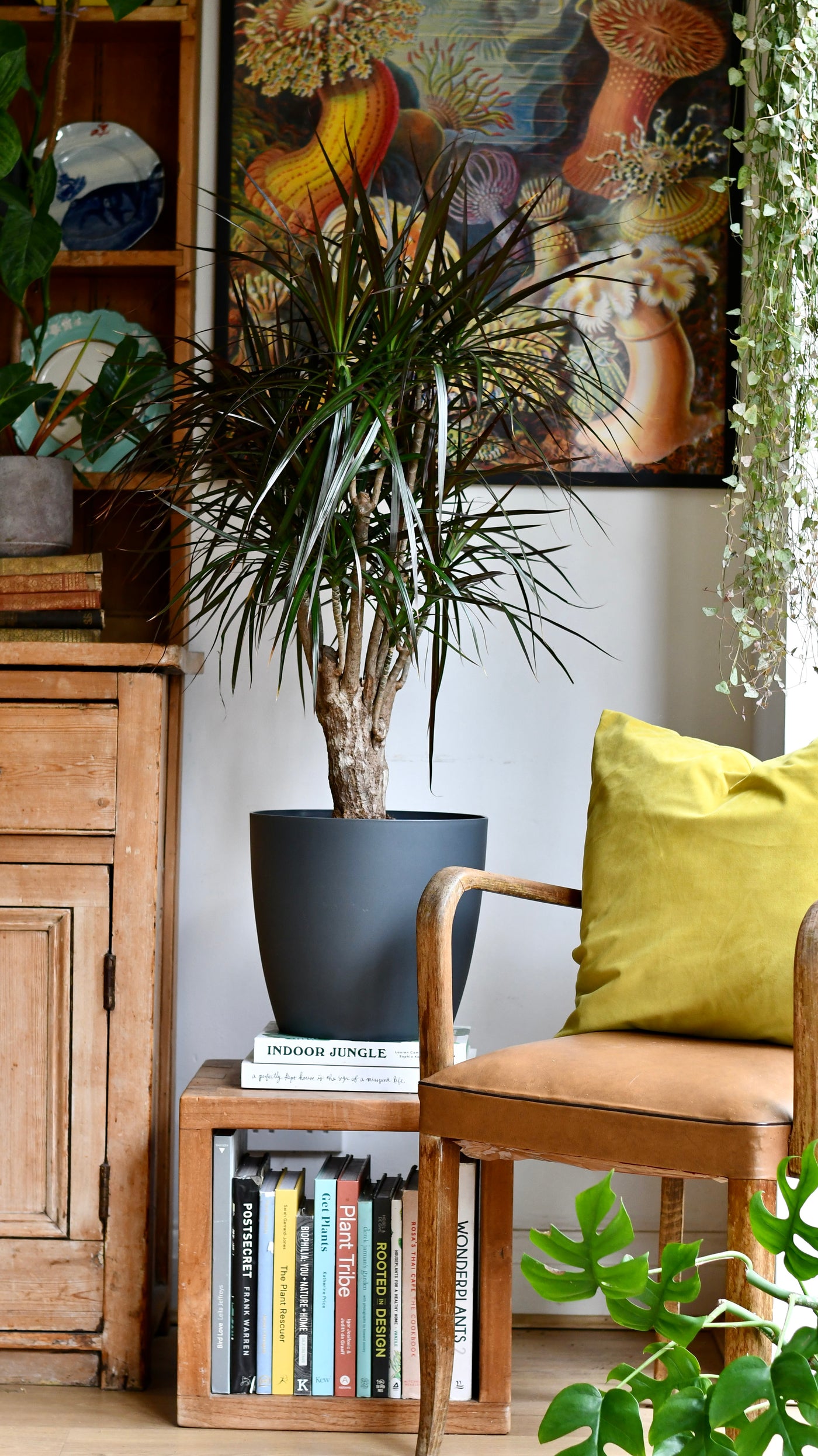 Dracaena marginata or the The Red Edged Dracaena Tree