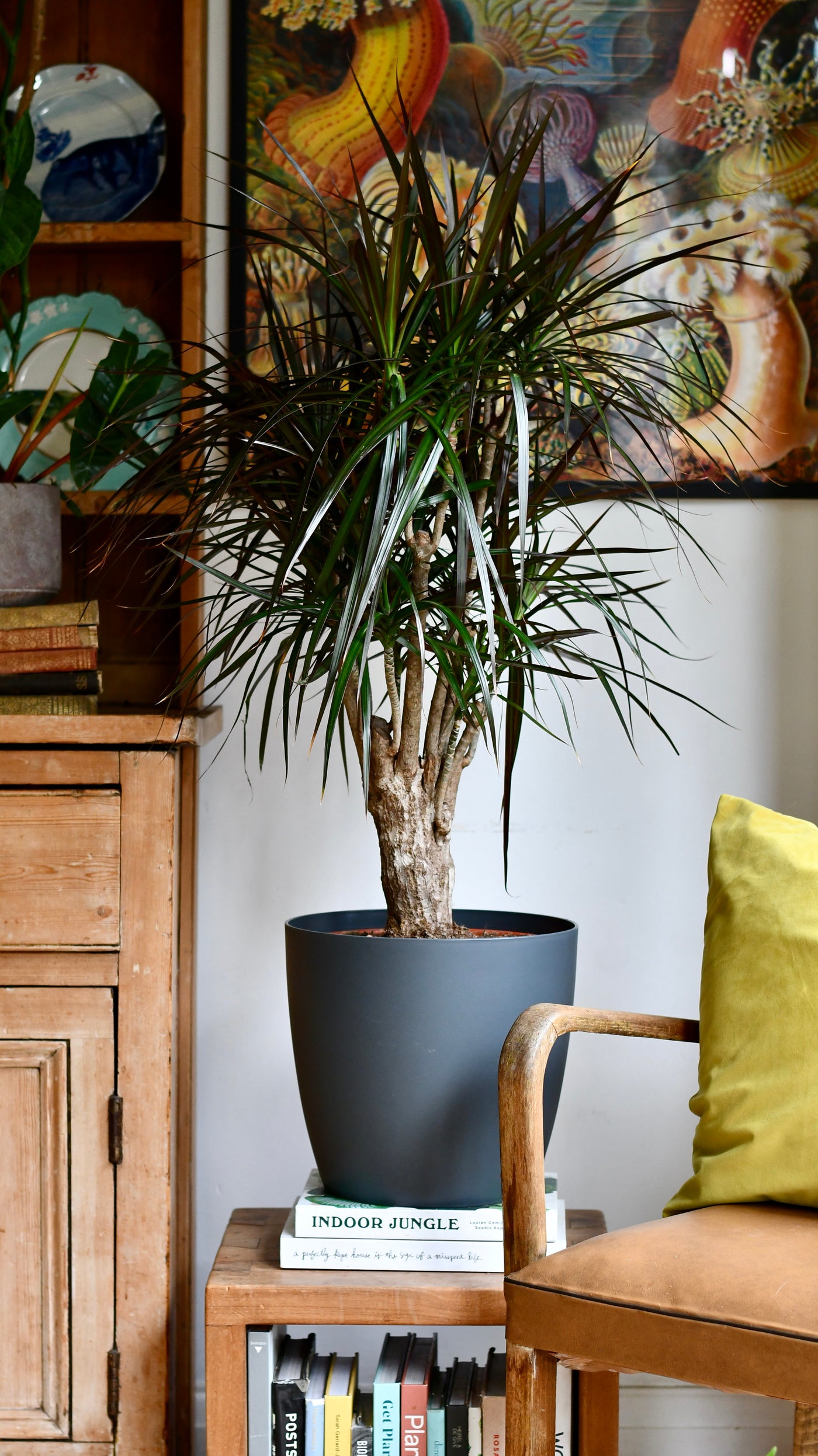 Dracaena marginata or the The Red Edged Dracaena Tree