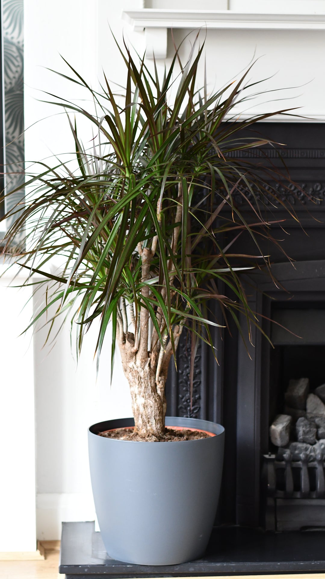 marginata plant care indoors Dracaena marginata or the The Red Edged Dracaena Tree – Happy Houseplants