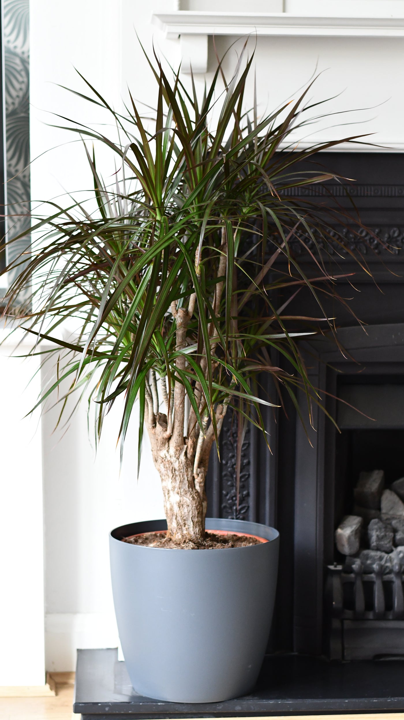 red edged dracaena size Dracaena marginata or the The Red Edged Dracaena Tree – Happy Houseplants
