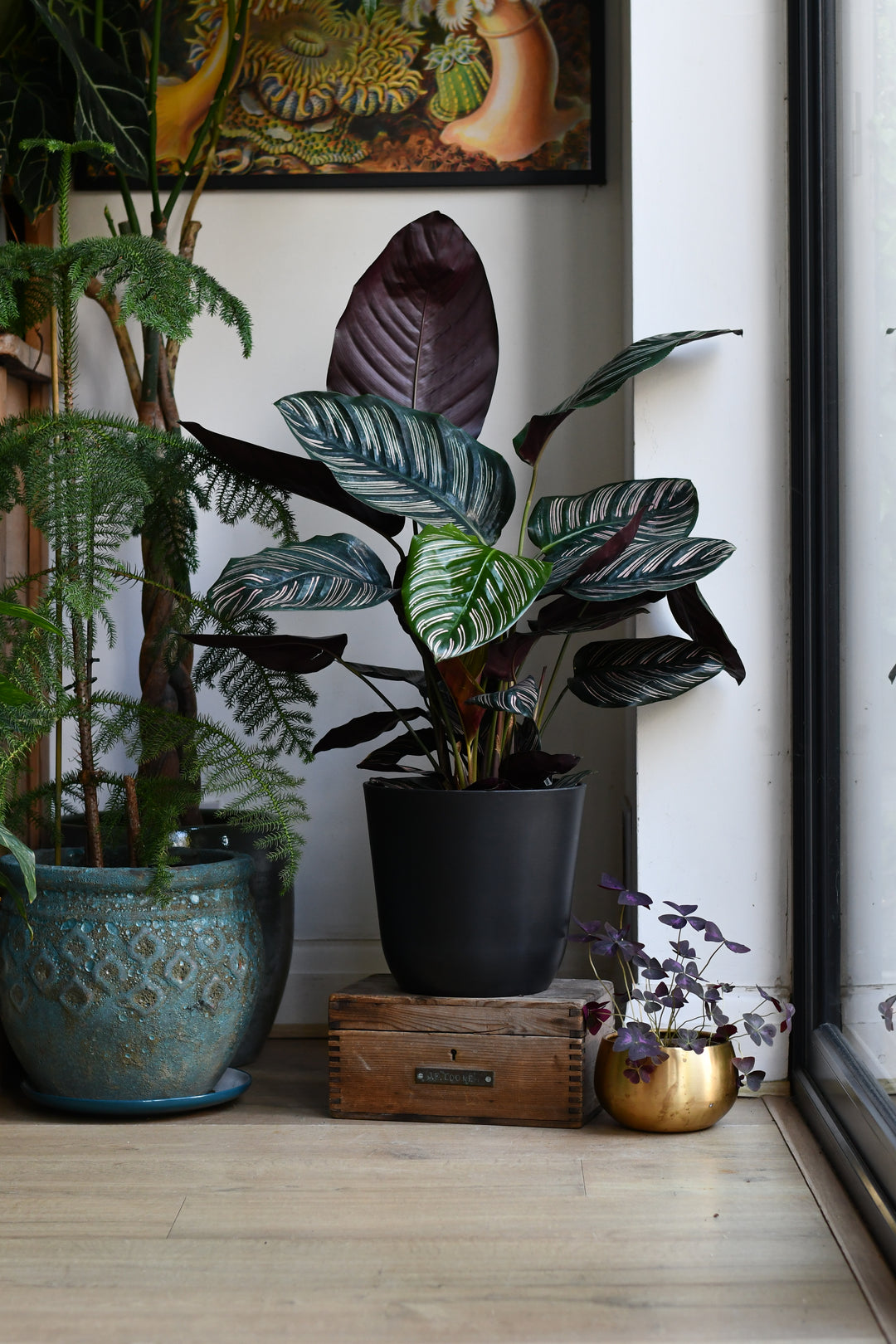 indoor calathea plant Calathea Ornata | Pinstripe Calathea