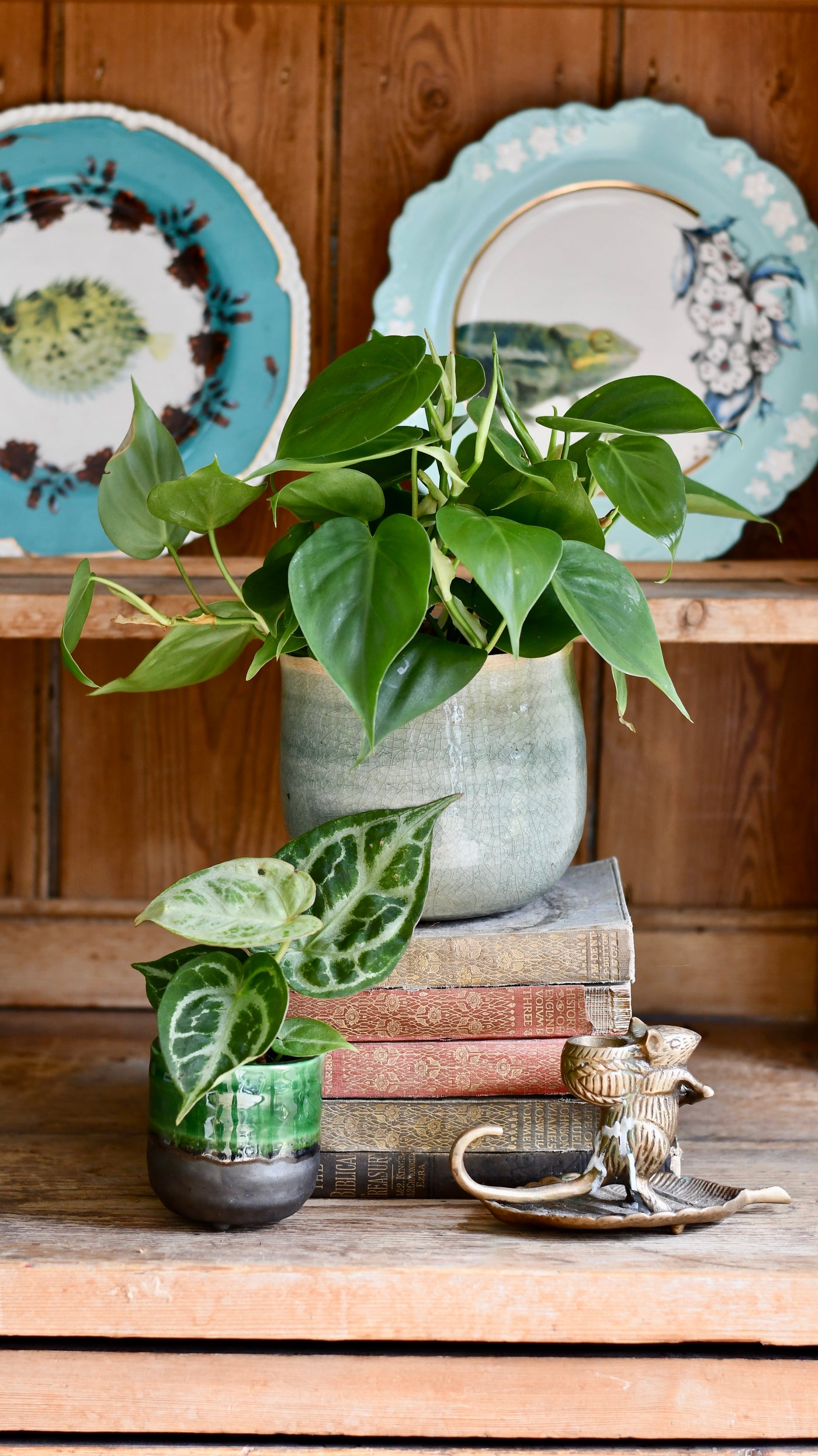 Small Philodendron Scandens