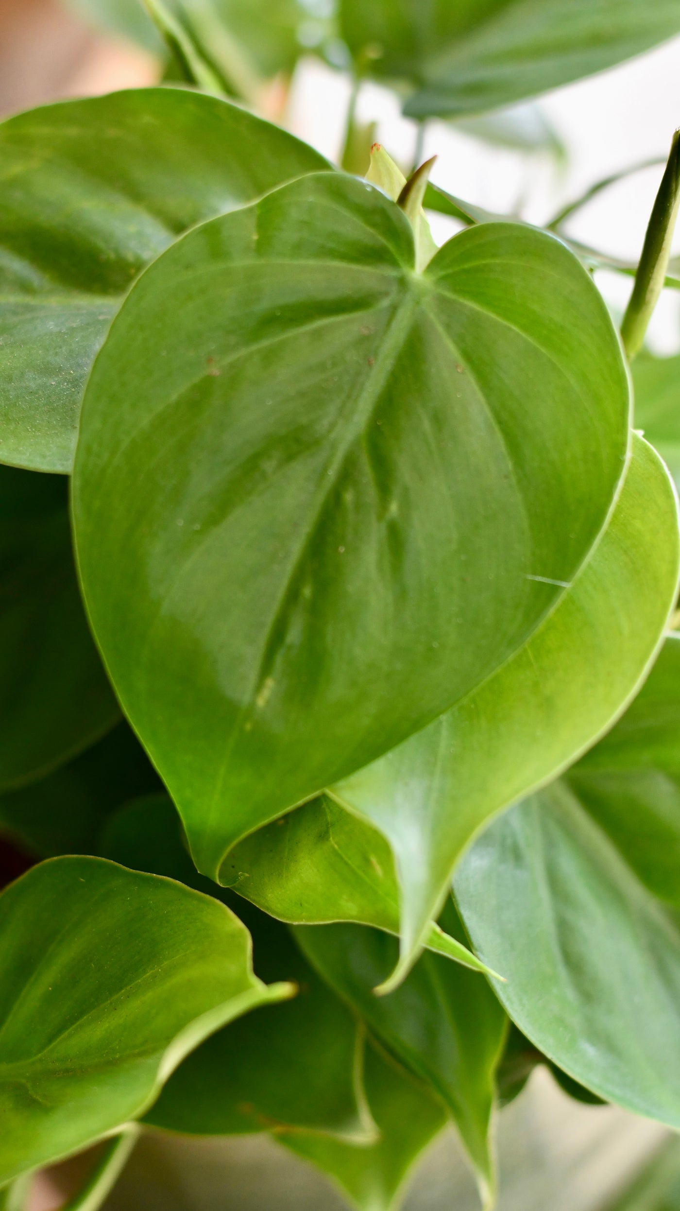 Small Philodendron Scandens