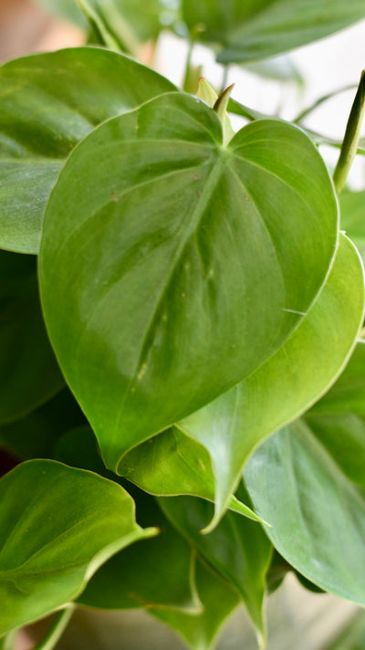 Small Philodendron Scandens