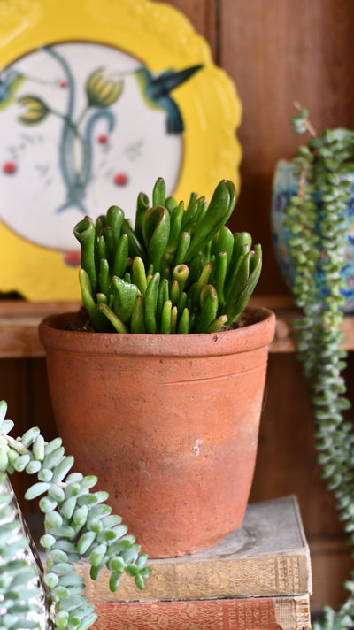 Small Crassula Ovata 'Hobbit' (Hobbit Jade Plant)