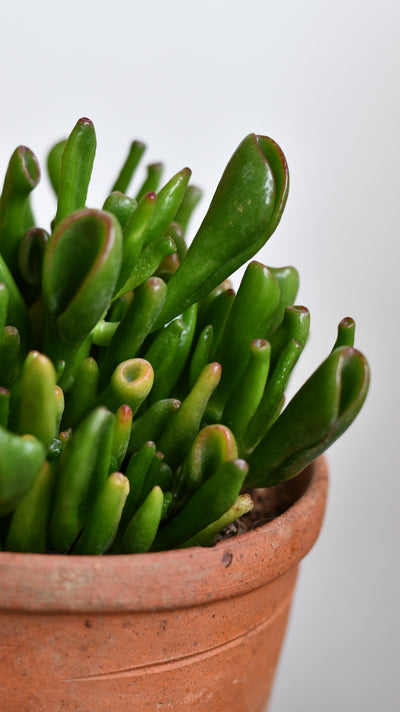 Small Crassula Ovata 'Hobbit' (Hobbit Jade Plant)