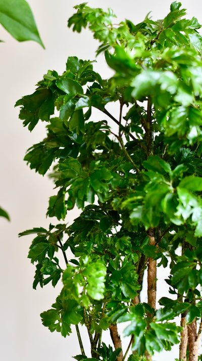 Polyscias Roble or Aralia Roble Tree