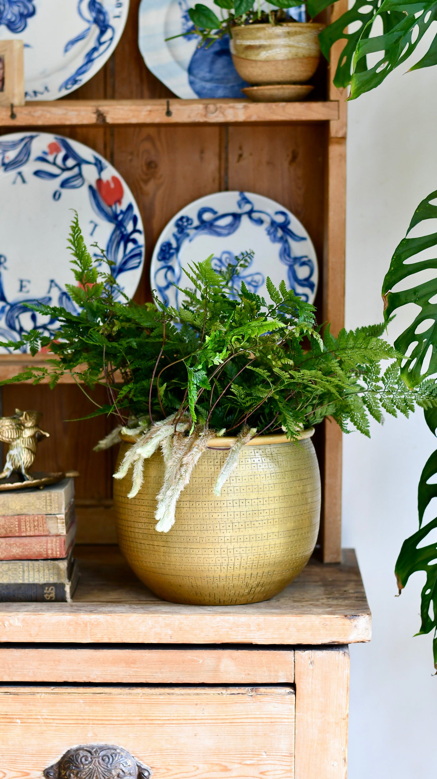 White Rabbit's Foot Fern or Humata Tyermannii