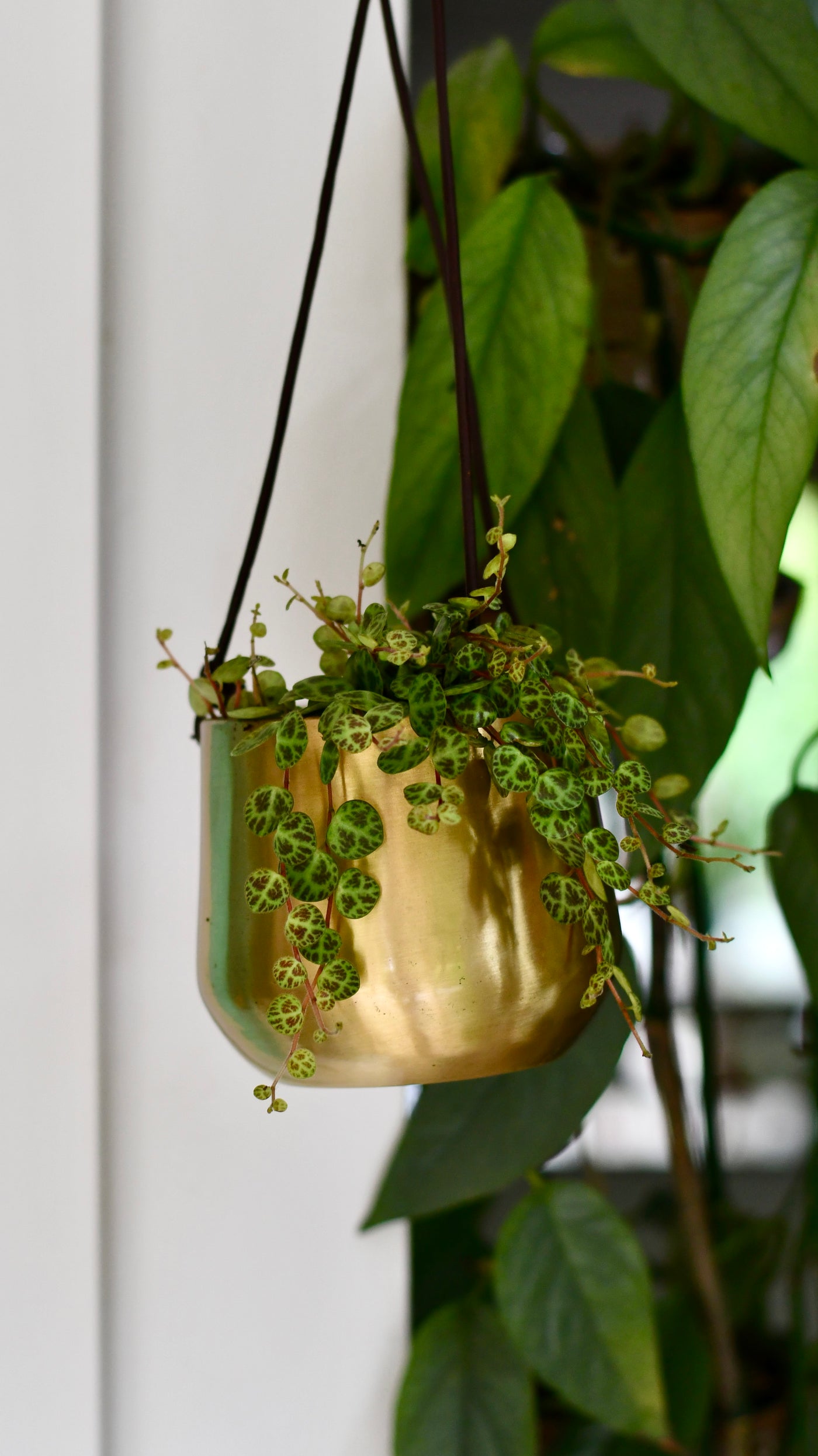 Atsu Brass Hanging Planter 10cm wide