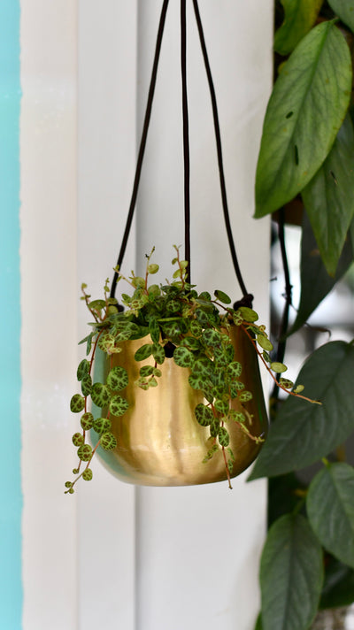 String of Turtles (Peperomia prostrata, turtles on a string)