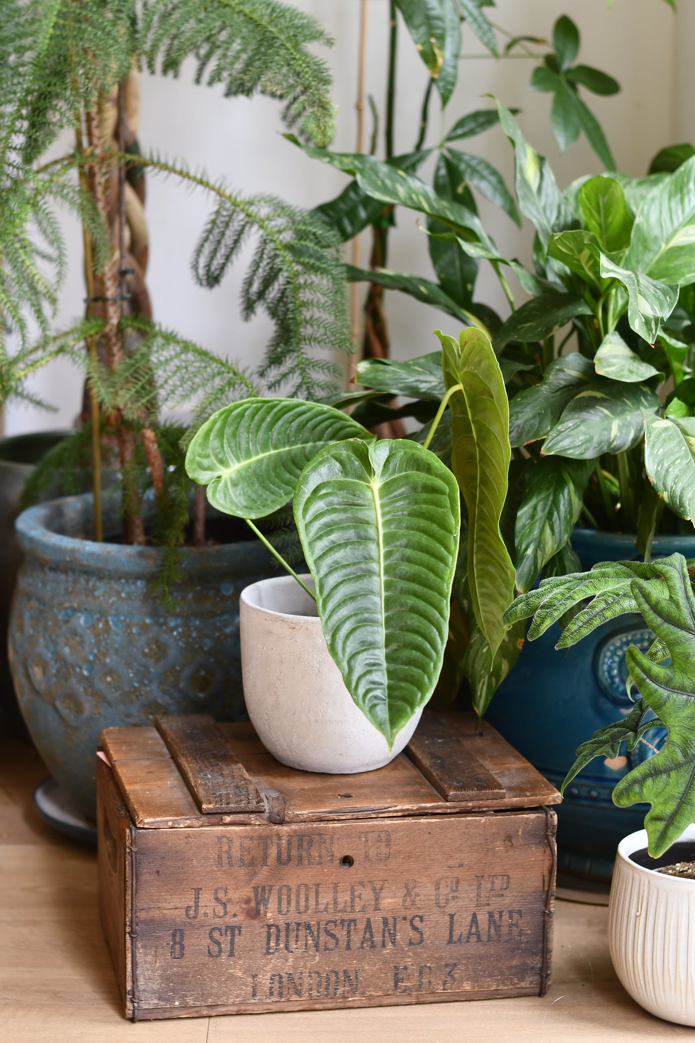 King Anthurium | Rare Anthurium veitchii Plant UK – Happy Houseplants