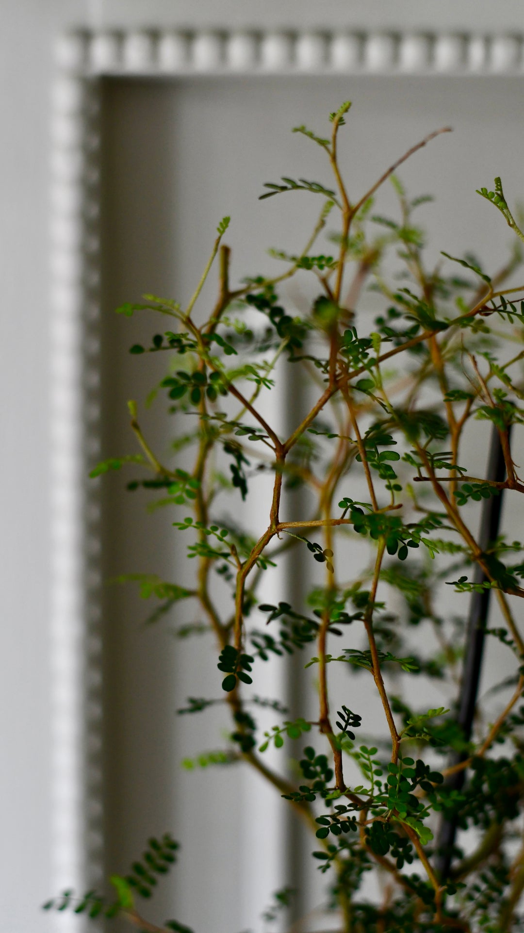 Sophora Prostrata | Weeping False Cypress