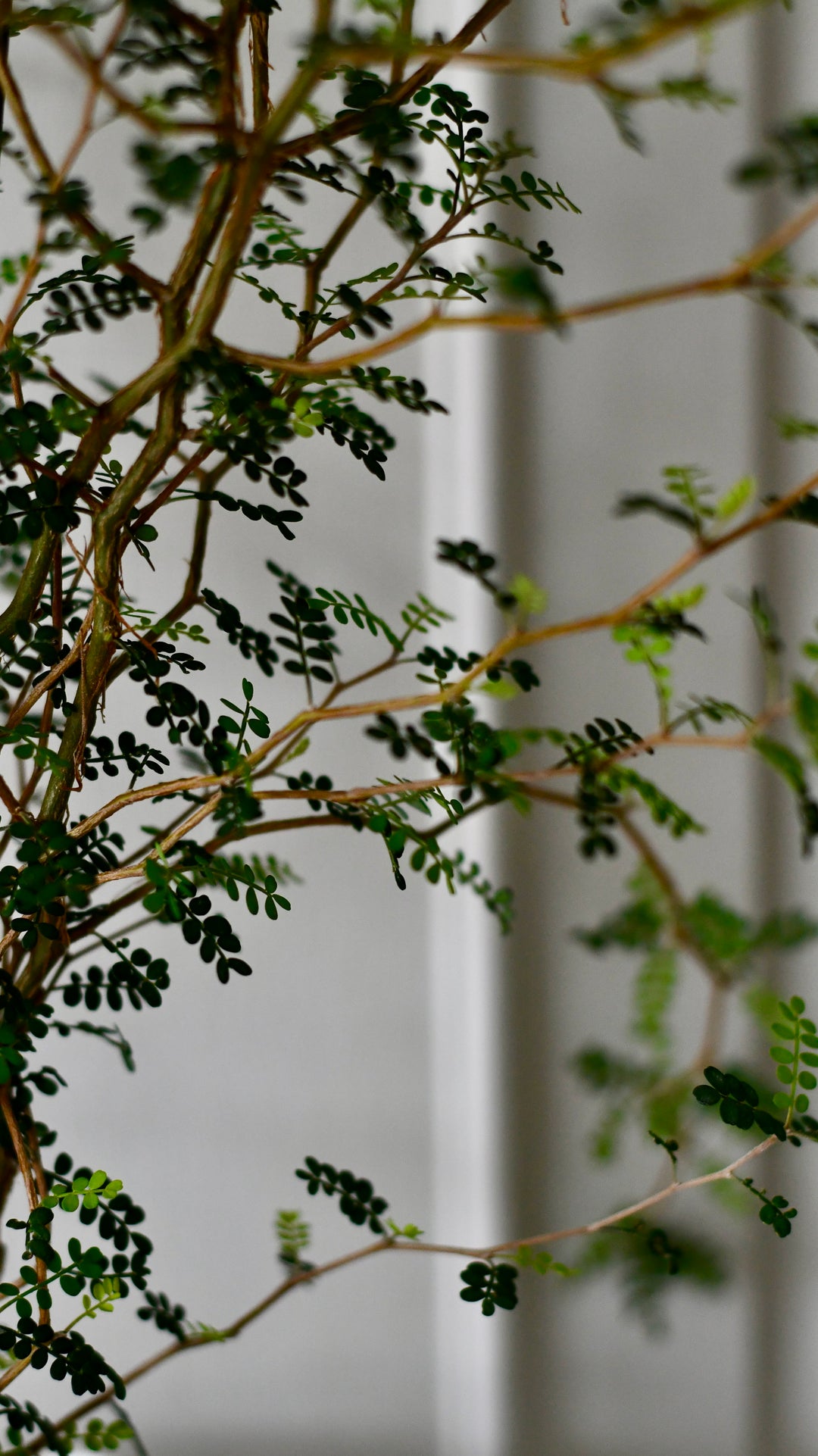sophora plant indoor Sophora Prostrata | Weeping False Cypress