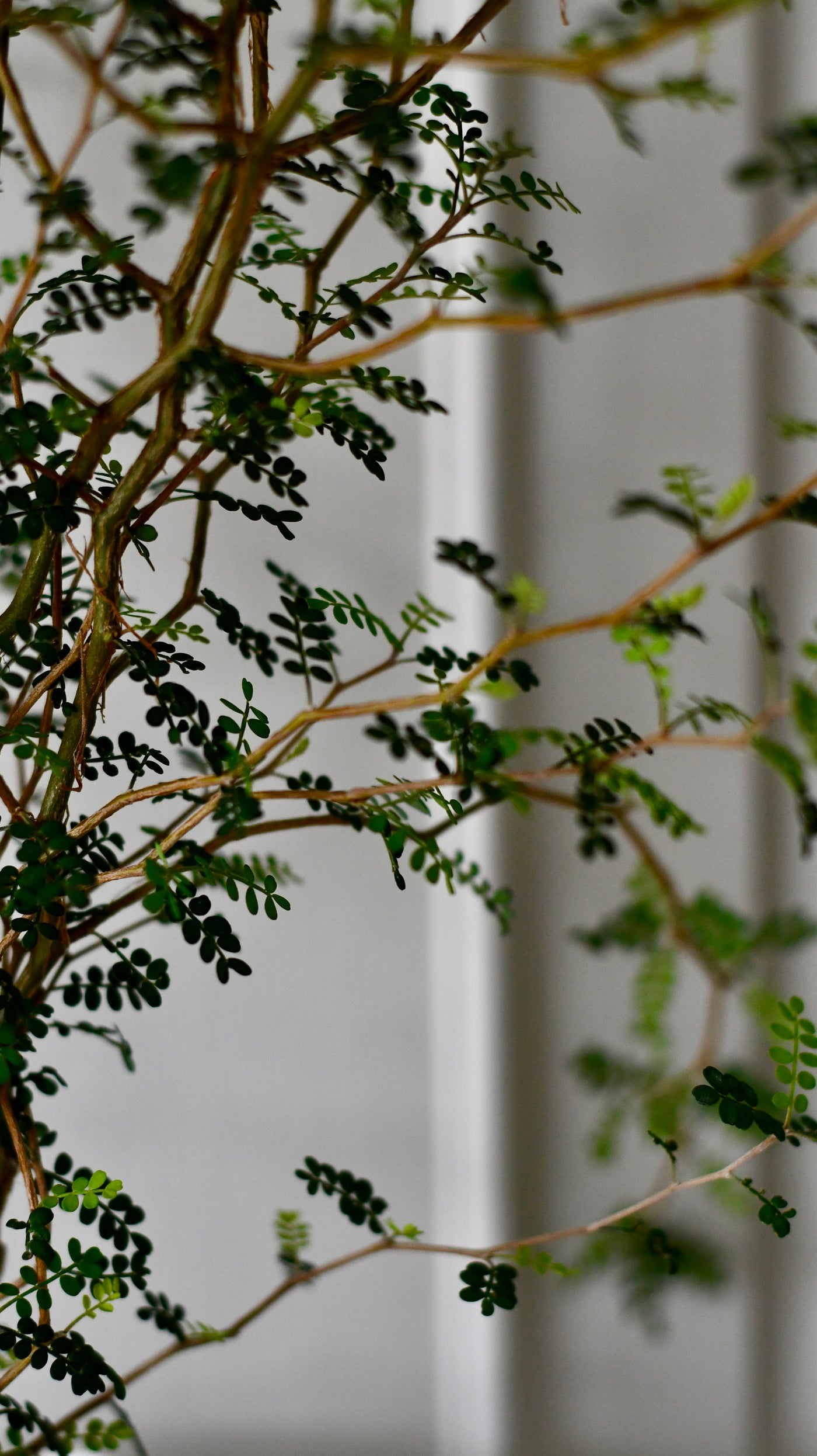 Sophora Prostrata (Weeping False Cypress, Japanese Pagoda Tree, Weeping Chinese Scholar Tree)