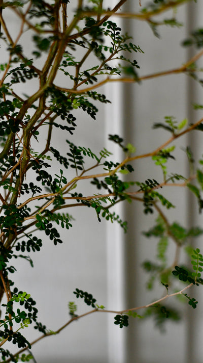 Sophora Prostrata (Weeping False Cypress, Japanese Pagoda Tree, Weeping Chinese Scholar Tree)