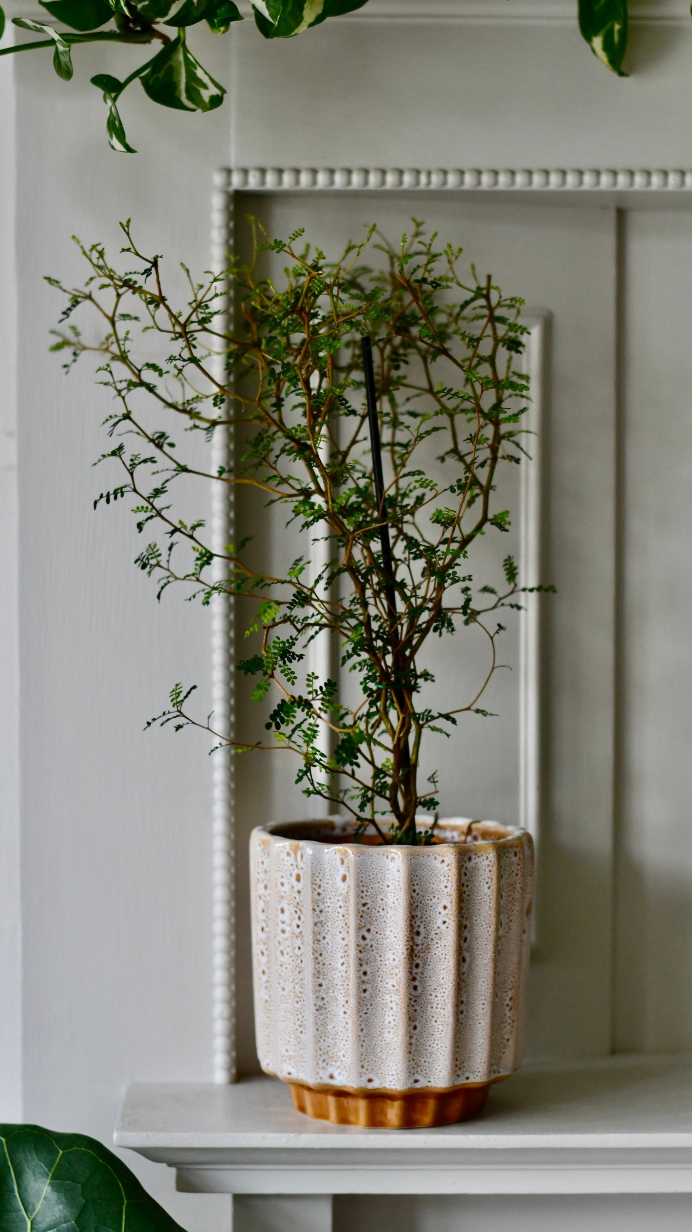 Sophora Prostrata (Weeping False Cypress, Japanese Pagoda Tree, Weeping Chinese Scholar Tree)