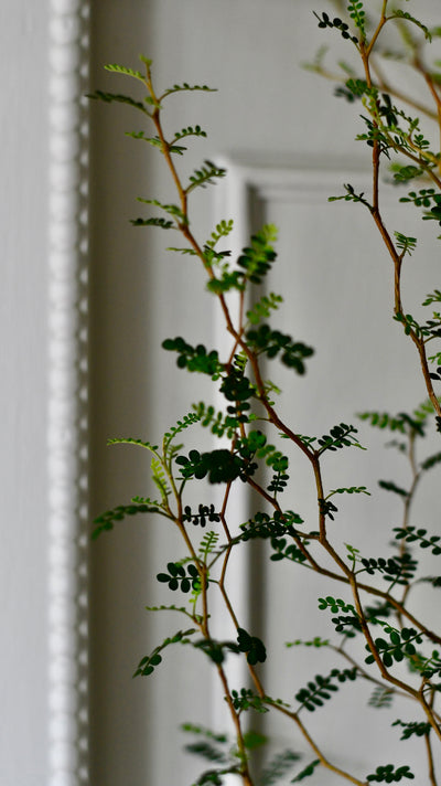 Sophora Prostrata (Weeping False Cypress, Japanese Pagoda Tree, Weeping Chinese Scholar Tree)