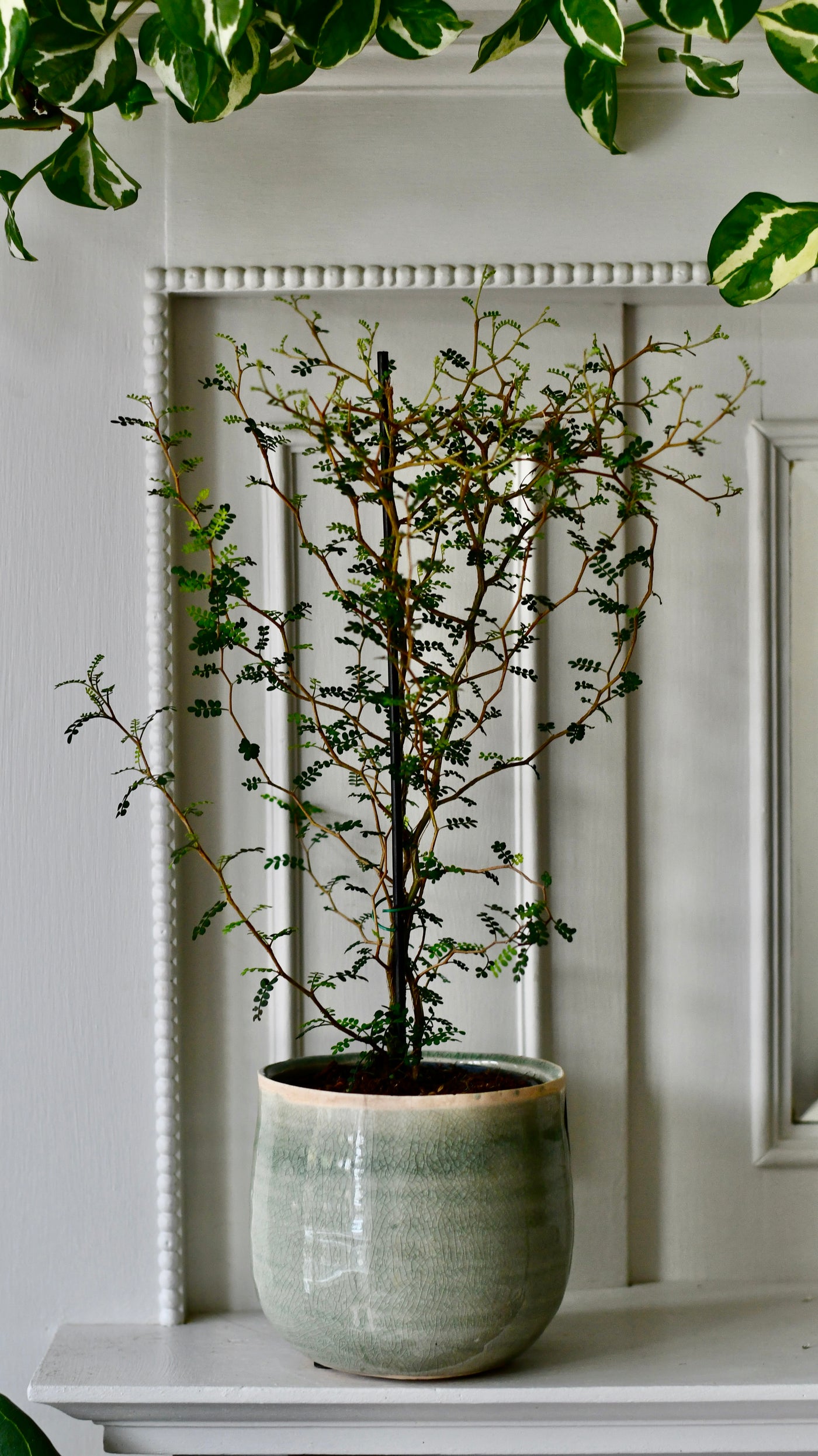 Sophora Prostrata (Weeping False Cypress, Japanese Pagoda Tree, Weeping Chinese Scholar Tree)