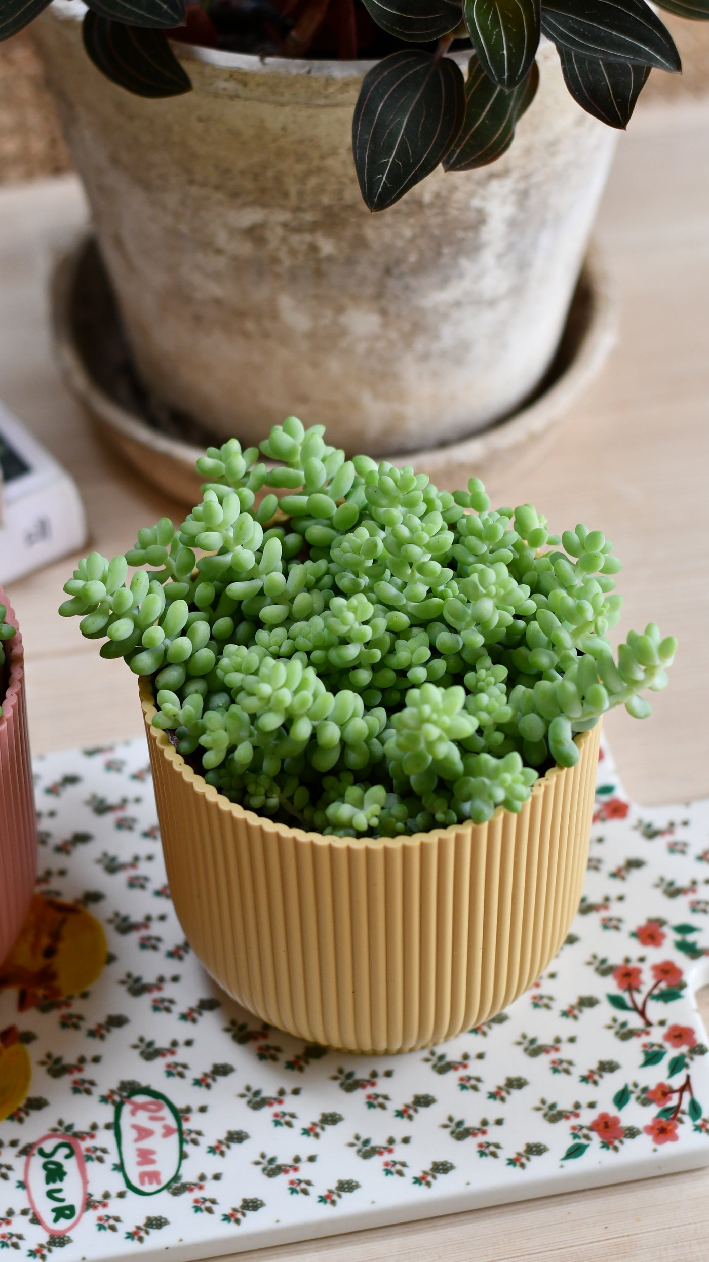 Sedum Burrito Burrows Tail (Sedum Morganianum)