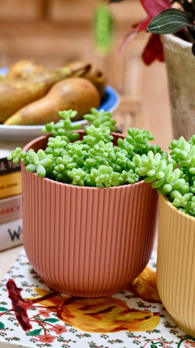 Sedum Burrito Burrows Tail (Sedum Morganianum)