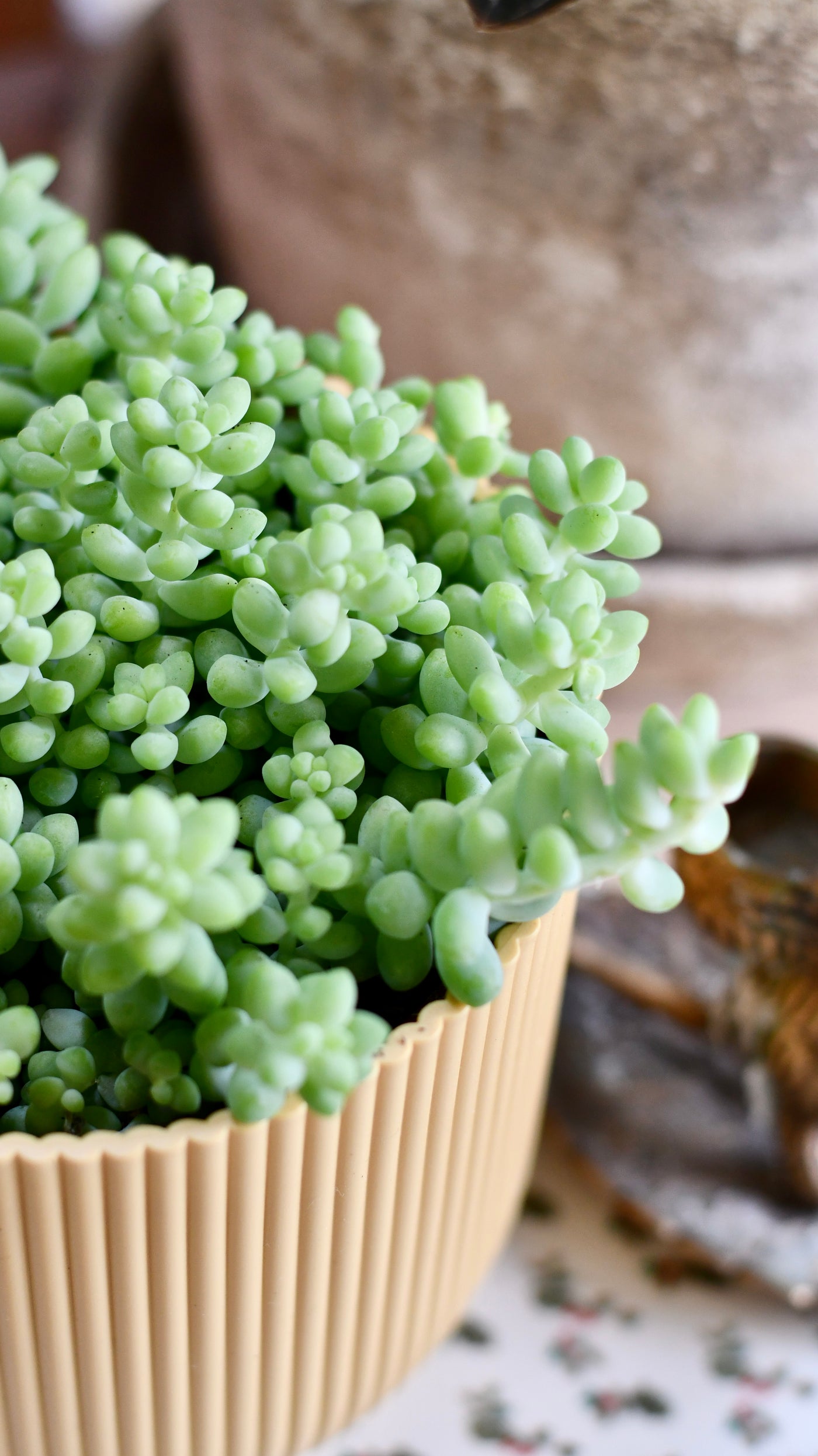 Sedum Burrito Burrows Tail (Sedum Morganianum)