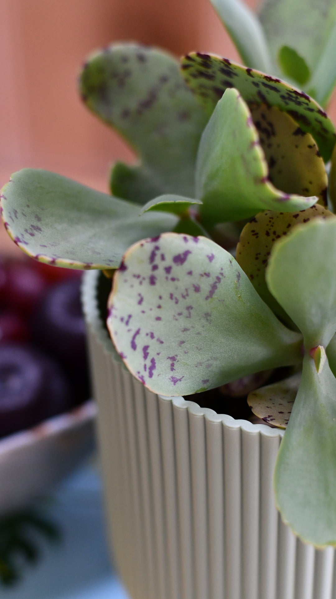kalanchoe tiger succulent Kalanchoe Marmorata 'Tiger' | Rare Cactus