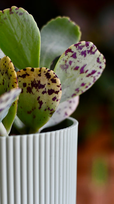 Kalanchoe Marmorata ‘Tiger'