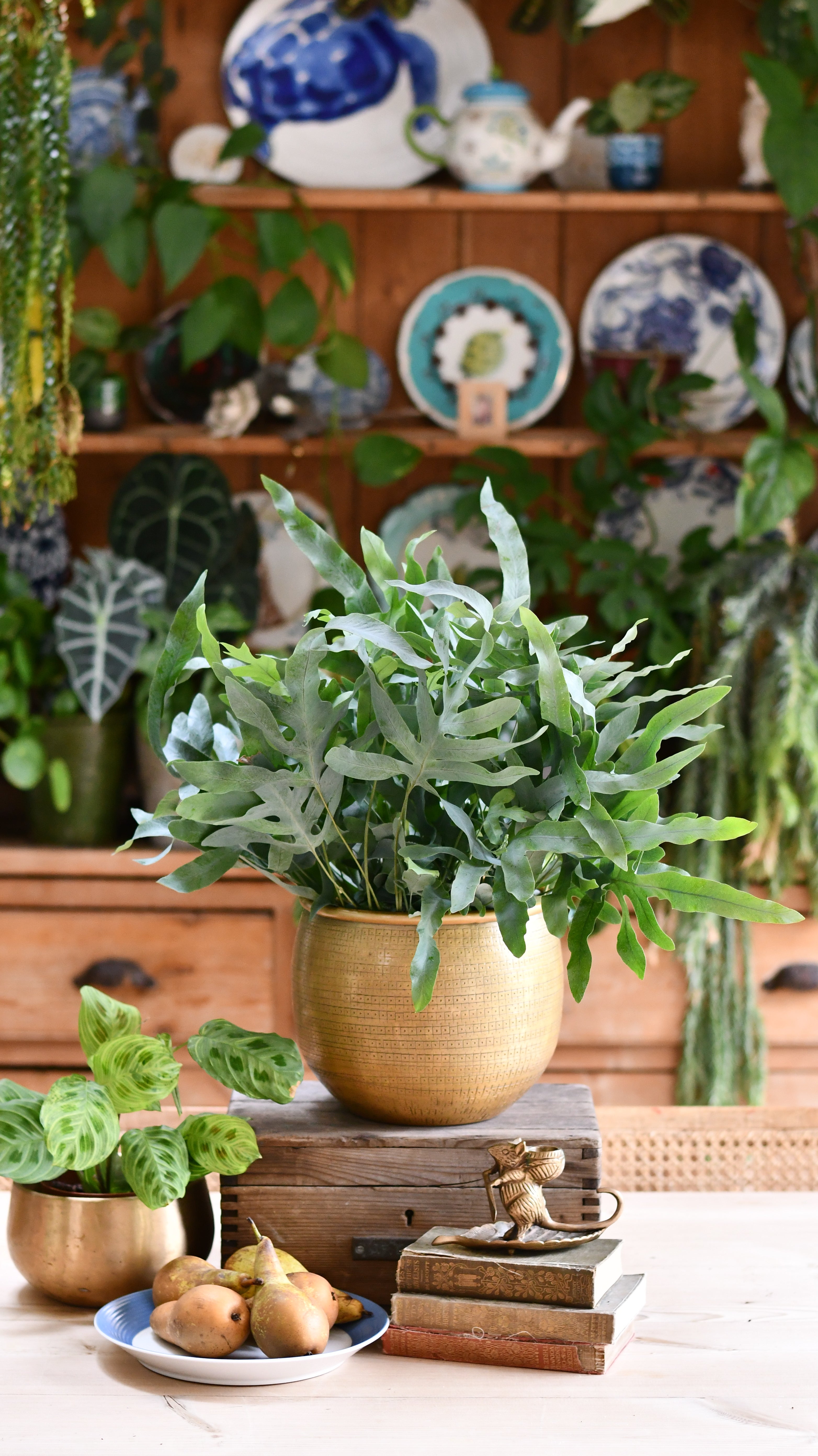 Phlebodium Aureum Blue Star Bohemian Style Happy Houseplants phlebodium-aureum-blue-star-bohemian-style-happy-houseplants