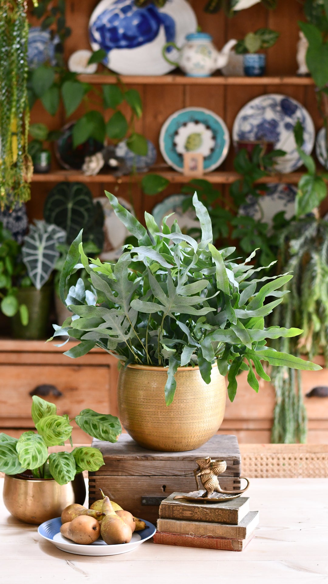 blue star fern light requirements Phlebodium Aureum 'Blue Star' | Bohemian Style