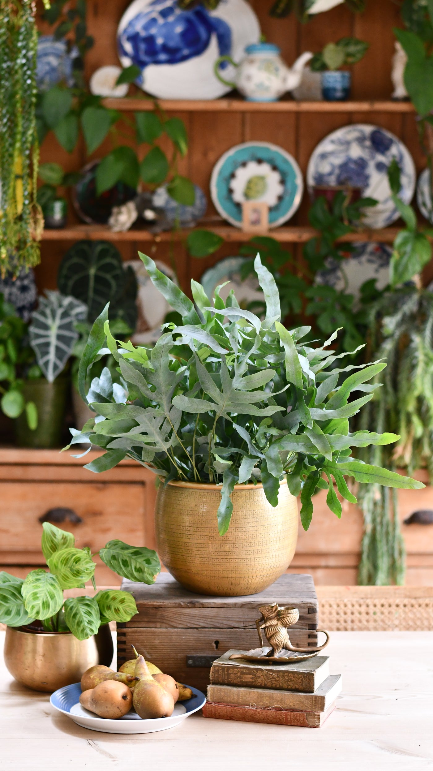 Phlebodium Aureum 'Blue star Fern'