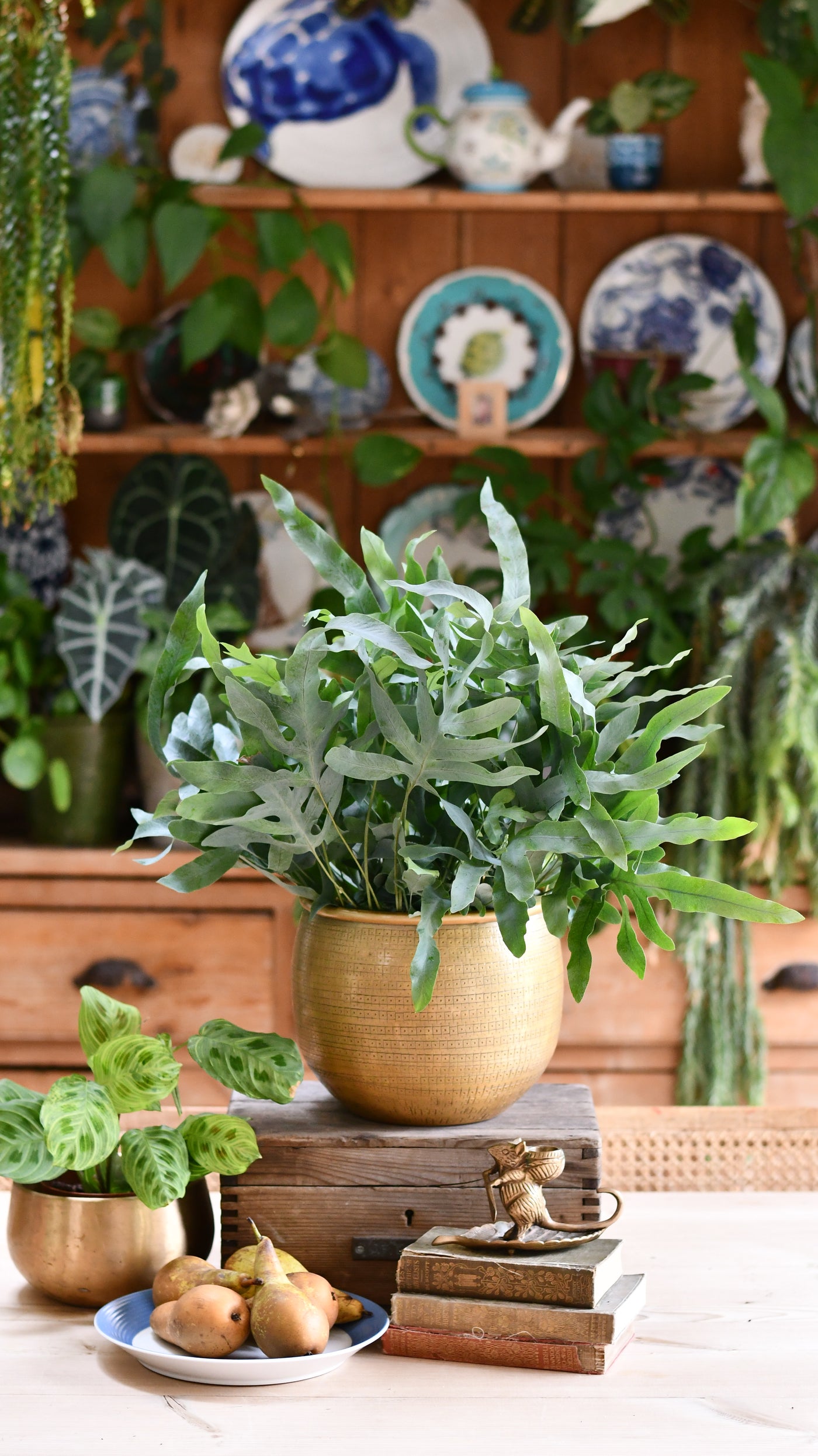 philodendron blue star Phlebodium Aureum 'Blue Star' | Bohemian Style