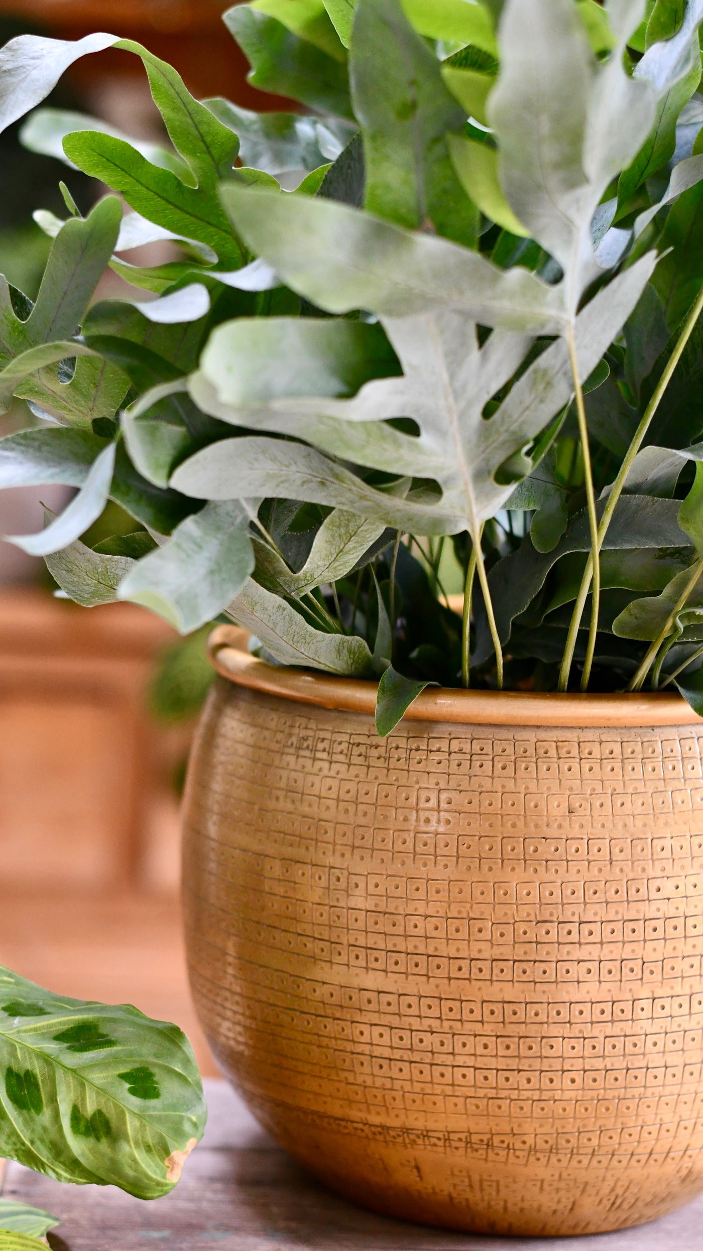 Phlebodium Aureum 'Blue star Fern'