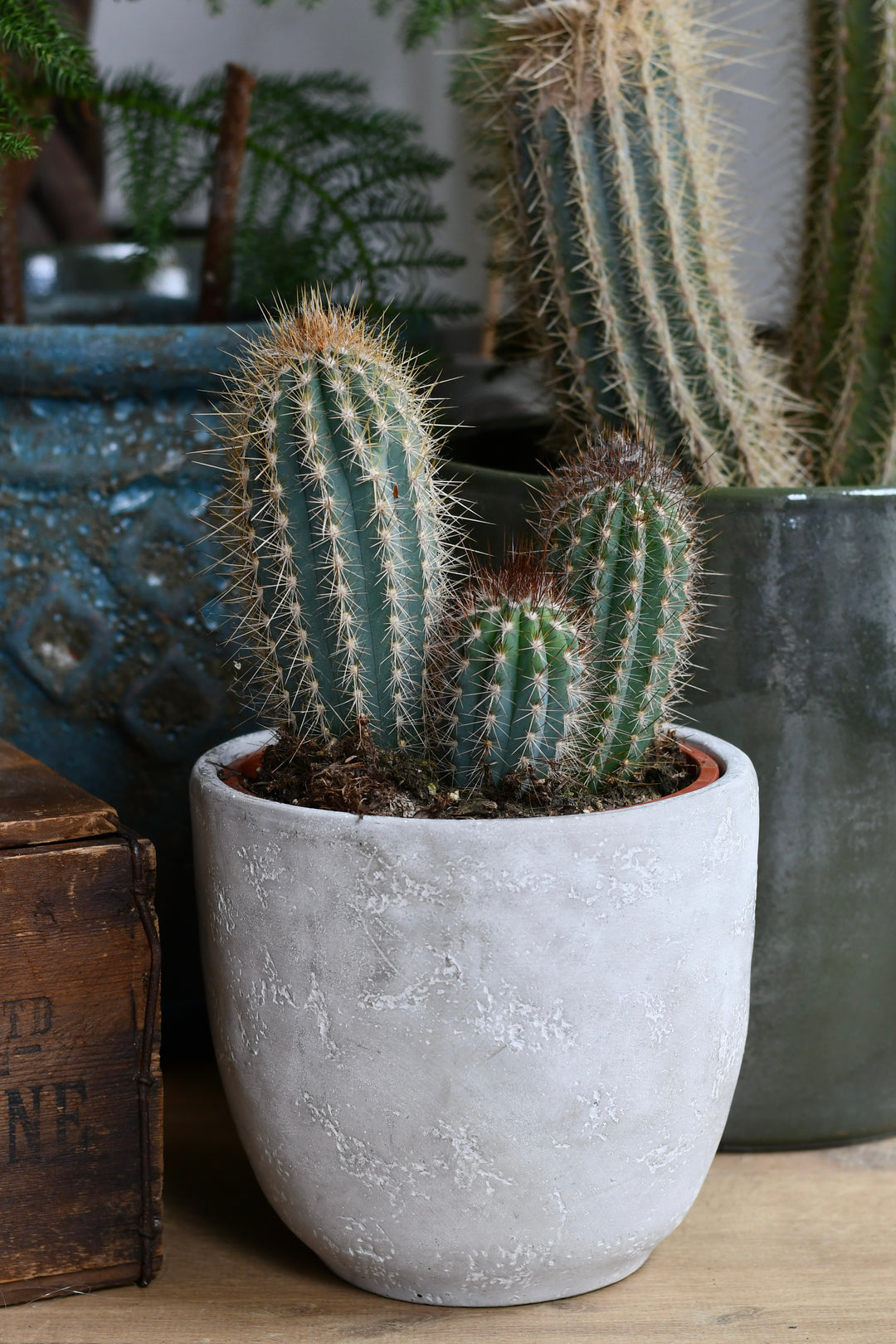san pedro cactus buy uk Euphorbia Erytrea Variegata | Rare Cactus