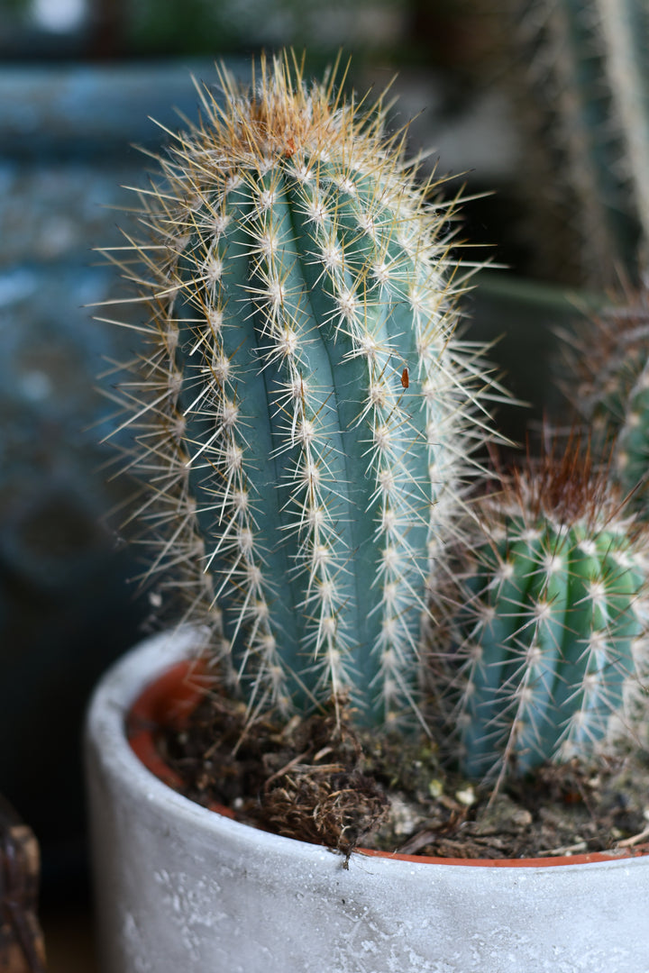 Euphorbia Erytrea Variegata | Rare Cactus | Happy Houseplants