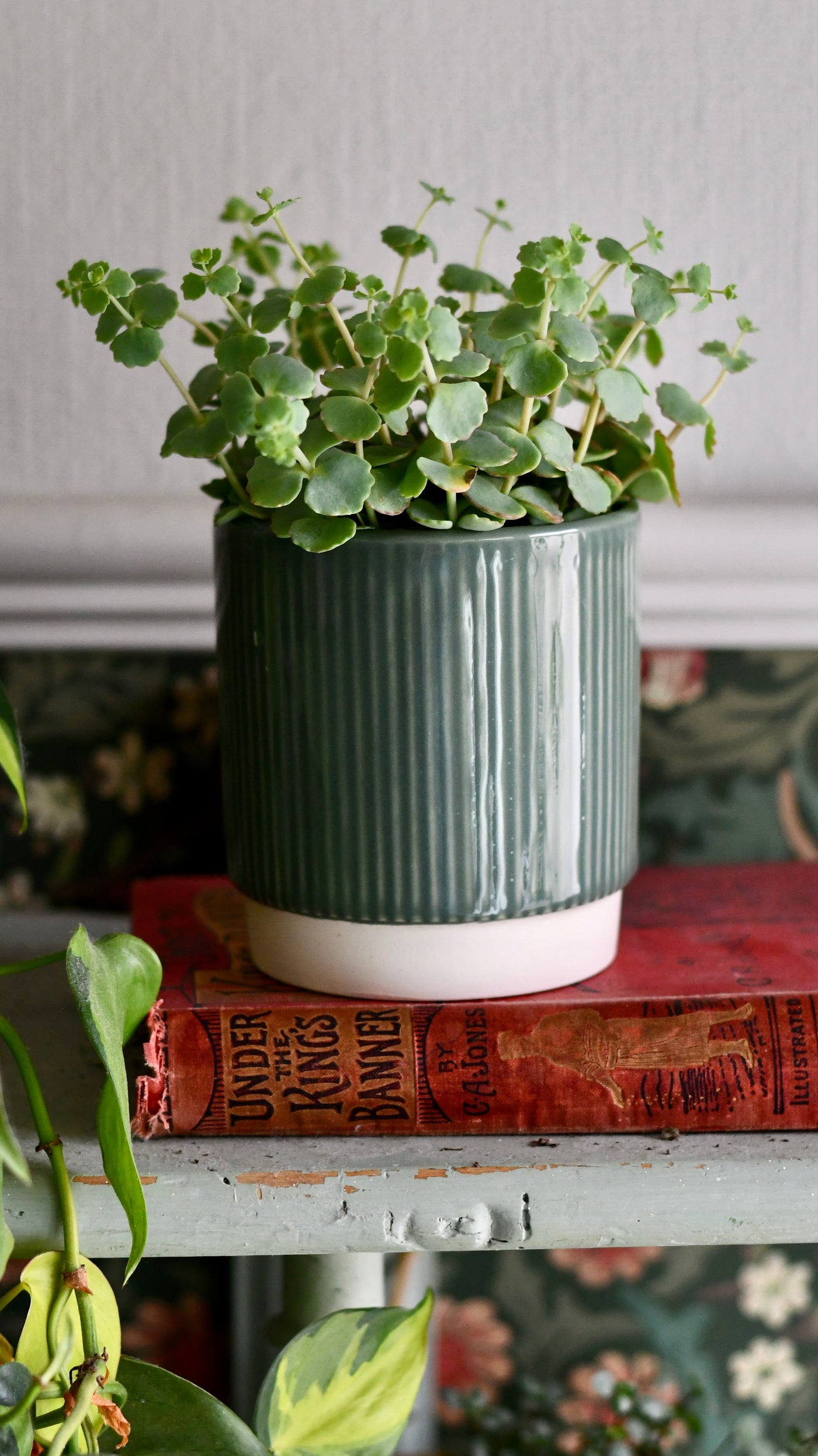 daphne plant indoors Hylotelephium sieboldii | Sedum sieboldii | October Daphne