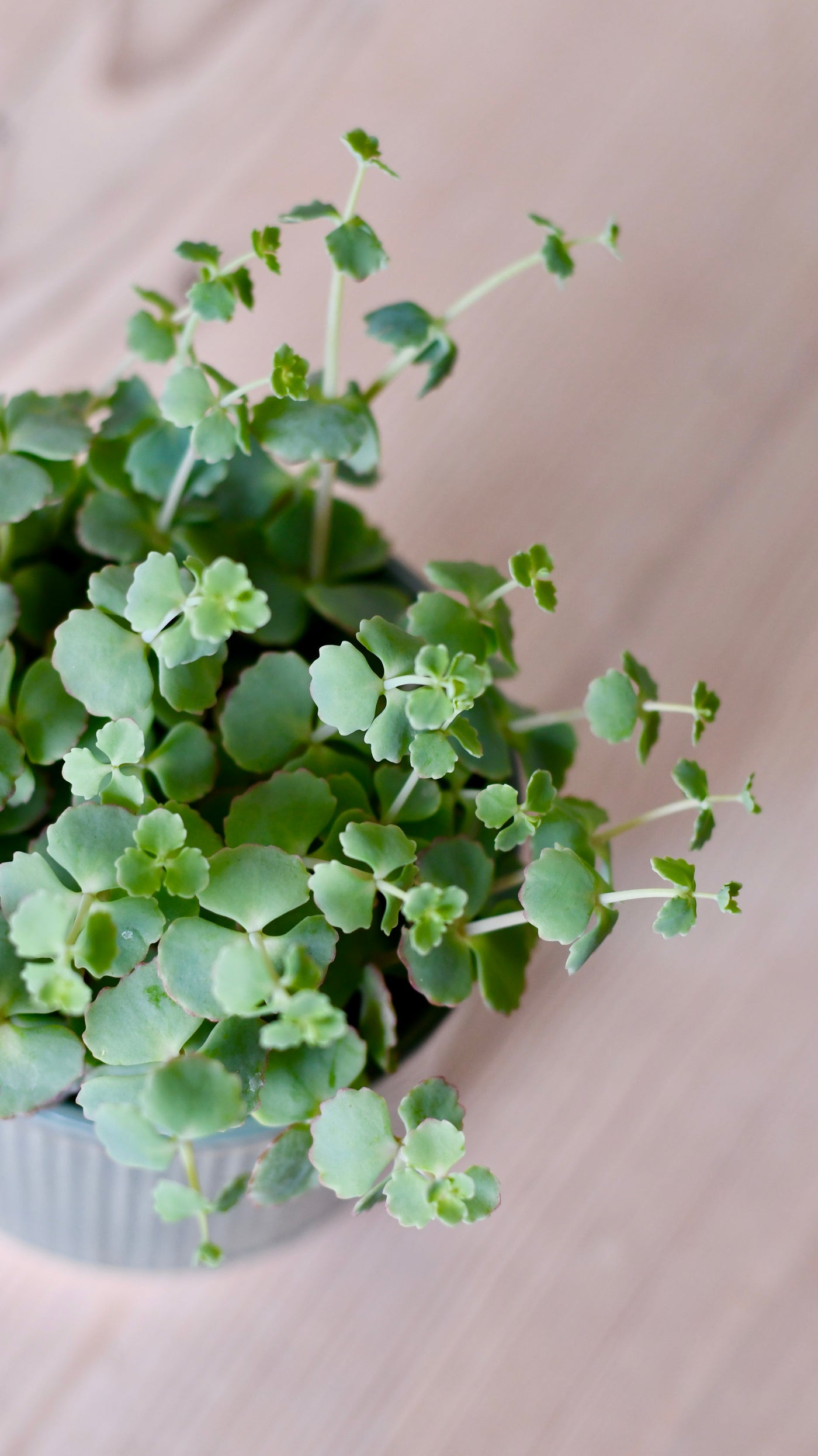 Hylotelephium sieboldii (Sedum sieboldii, October Daphne)