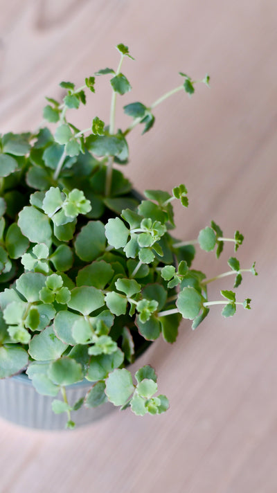 Hylotelephium sieboldii (Sedum sieboldii, October Daphne)