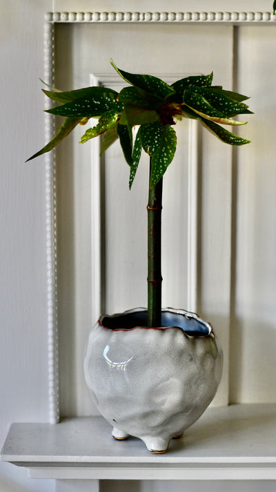 Tamaya, Begonia Maculata