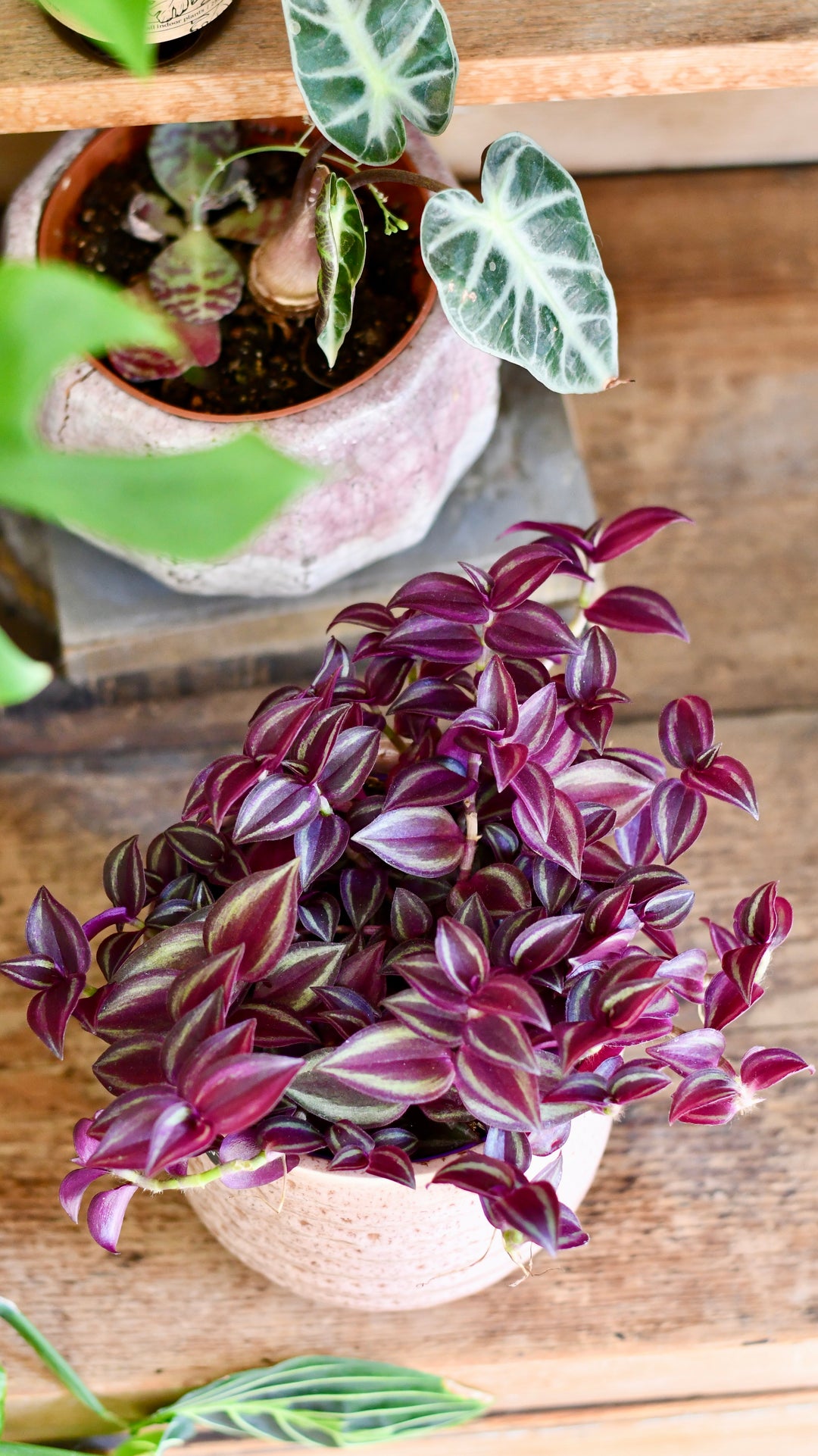 purple leaves hanging plant Tradescantia Purple Passion – Happy Houseplants