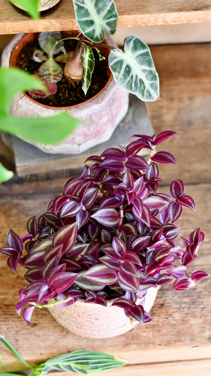 tropical house plants purple leaves Tradescantia Purple Passion – Happy Houseplants
