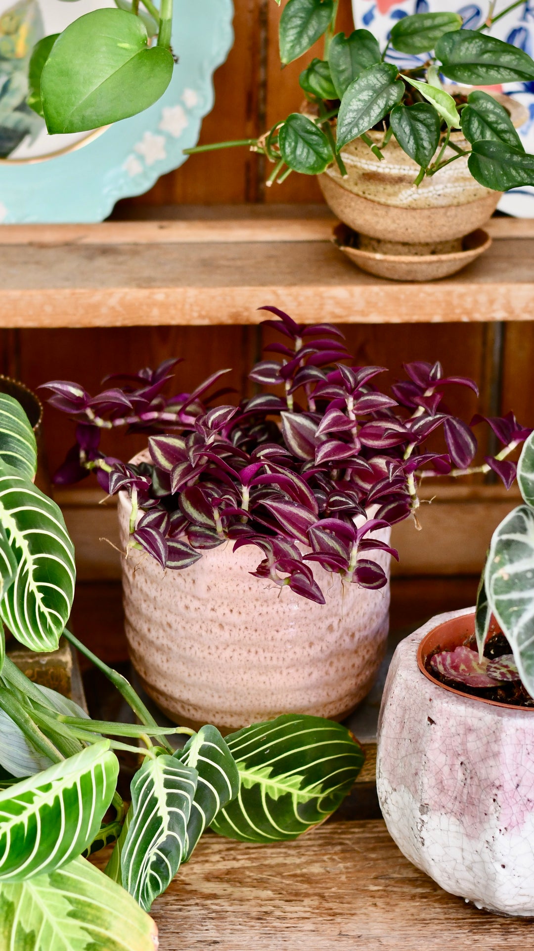 purple house plants uk Tradescantia Purple Passion – Happy Houseplants
