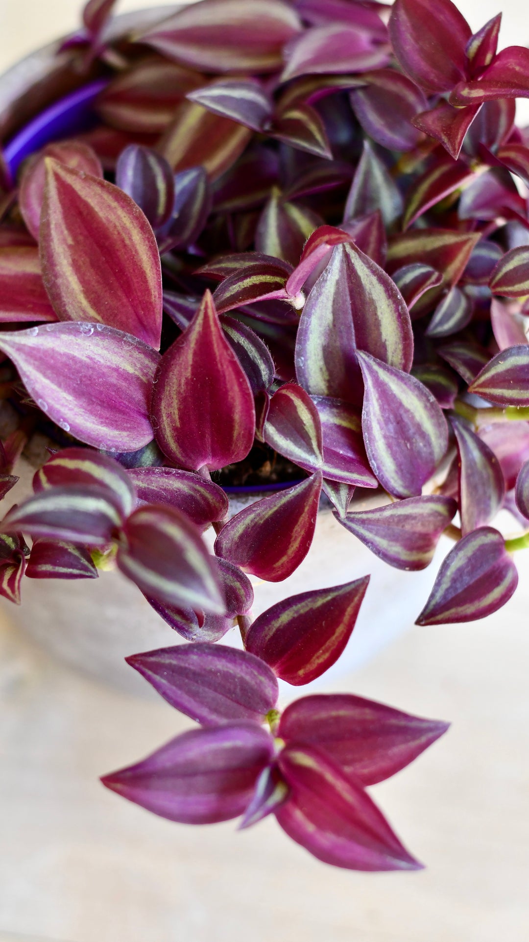 purple passion hanging plant Tradescantia Purple Passion – Happy Houseplants