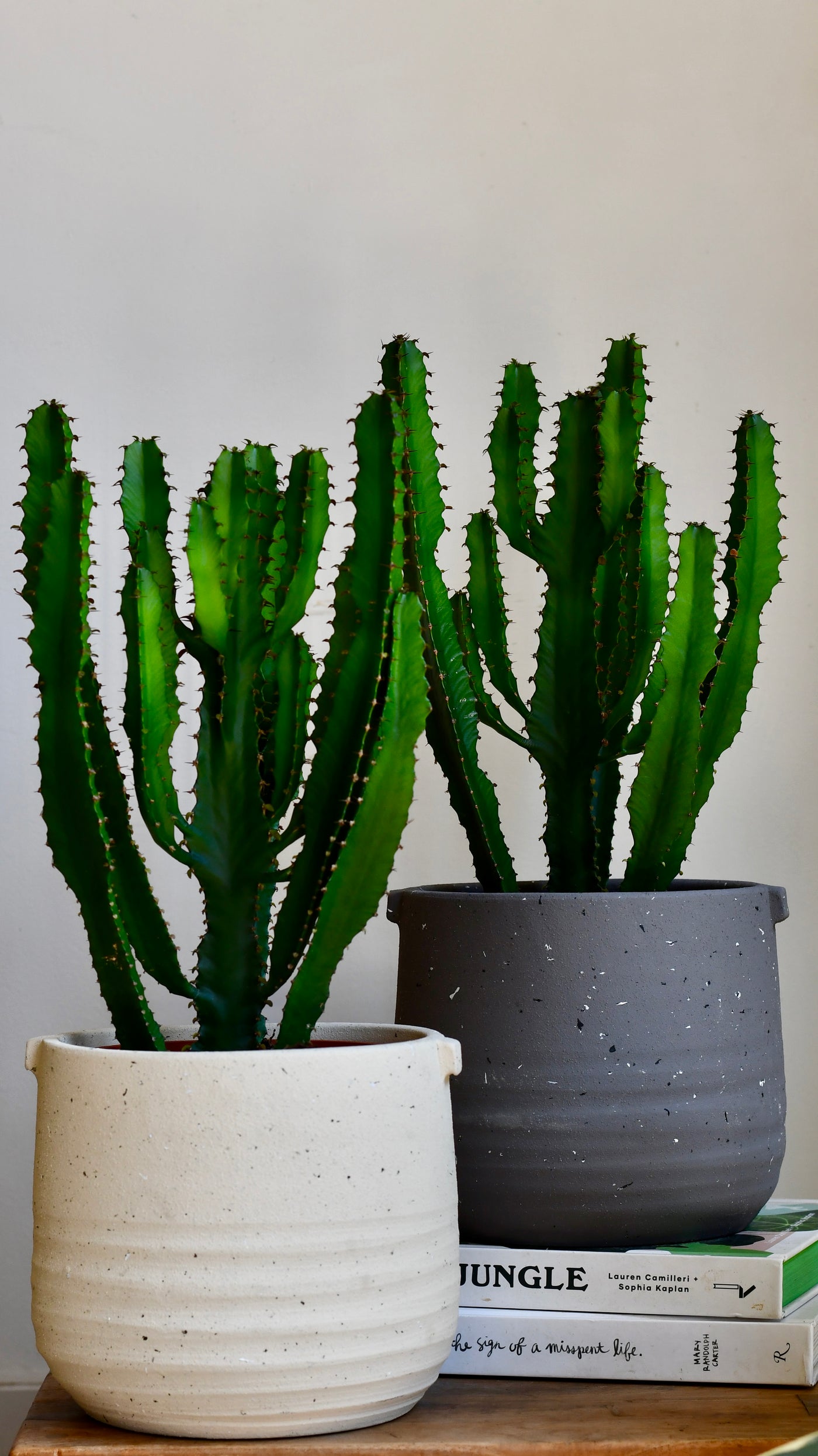 Euphorbia trigona ('African Milk Tree')