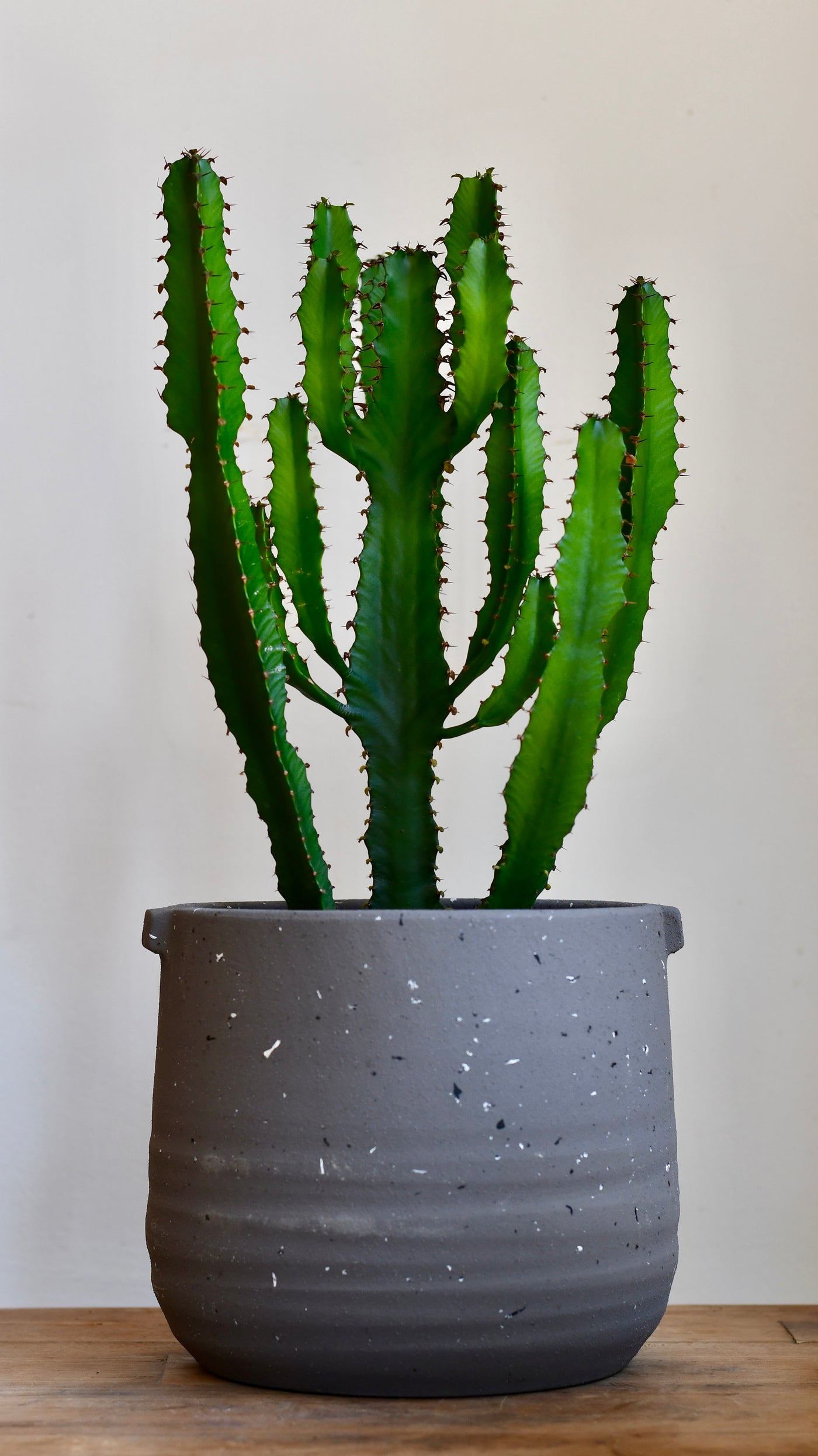 Euphorbia trigona ('African Milk Tree')